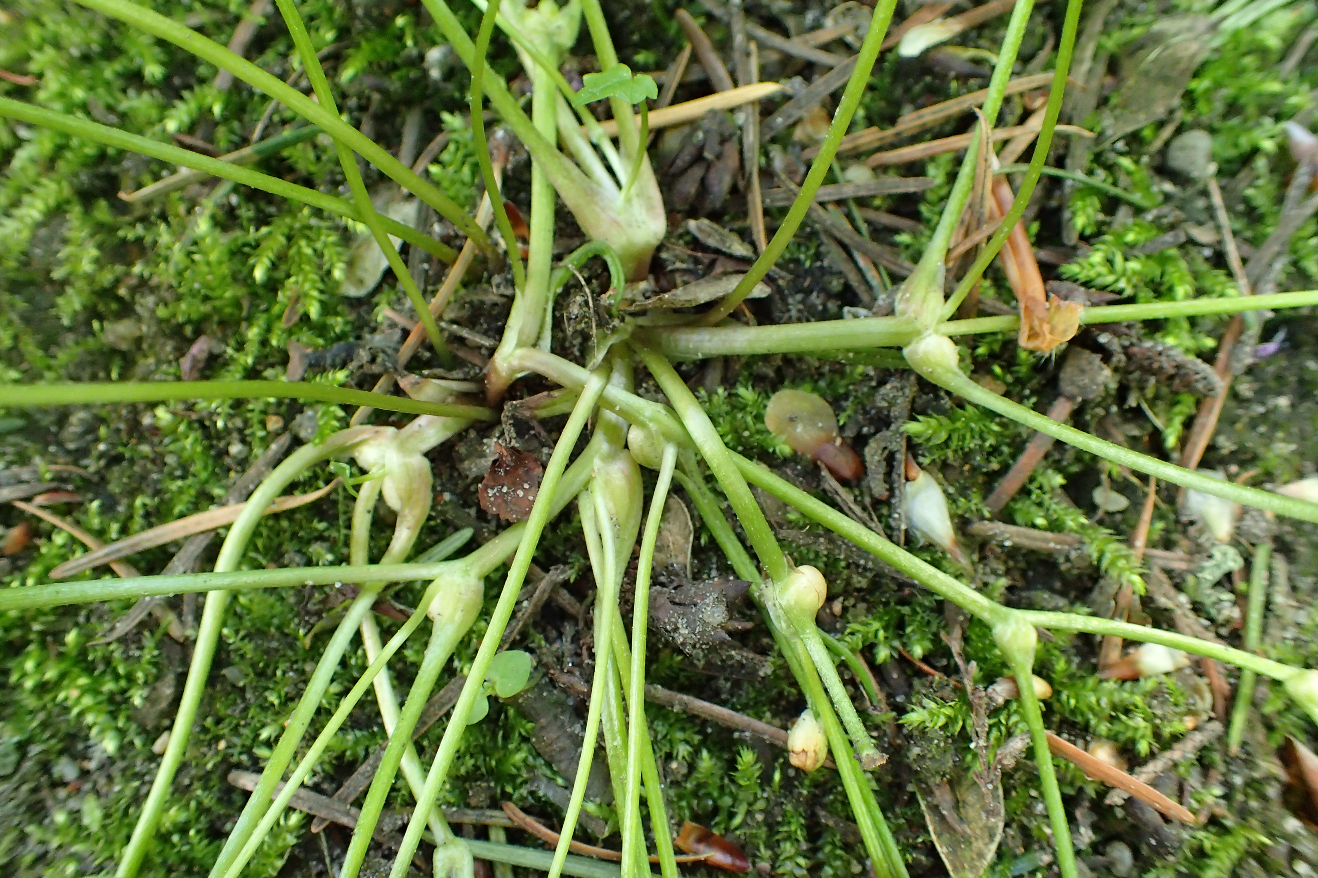 Ranunculaceae_Ranunuclus_ficaria_Brutknospen.jpg