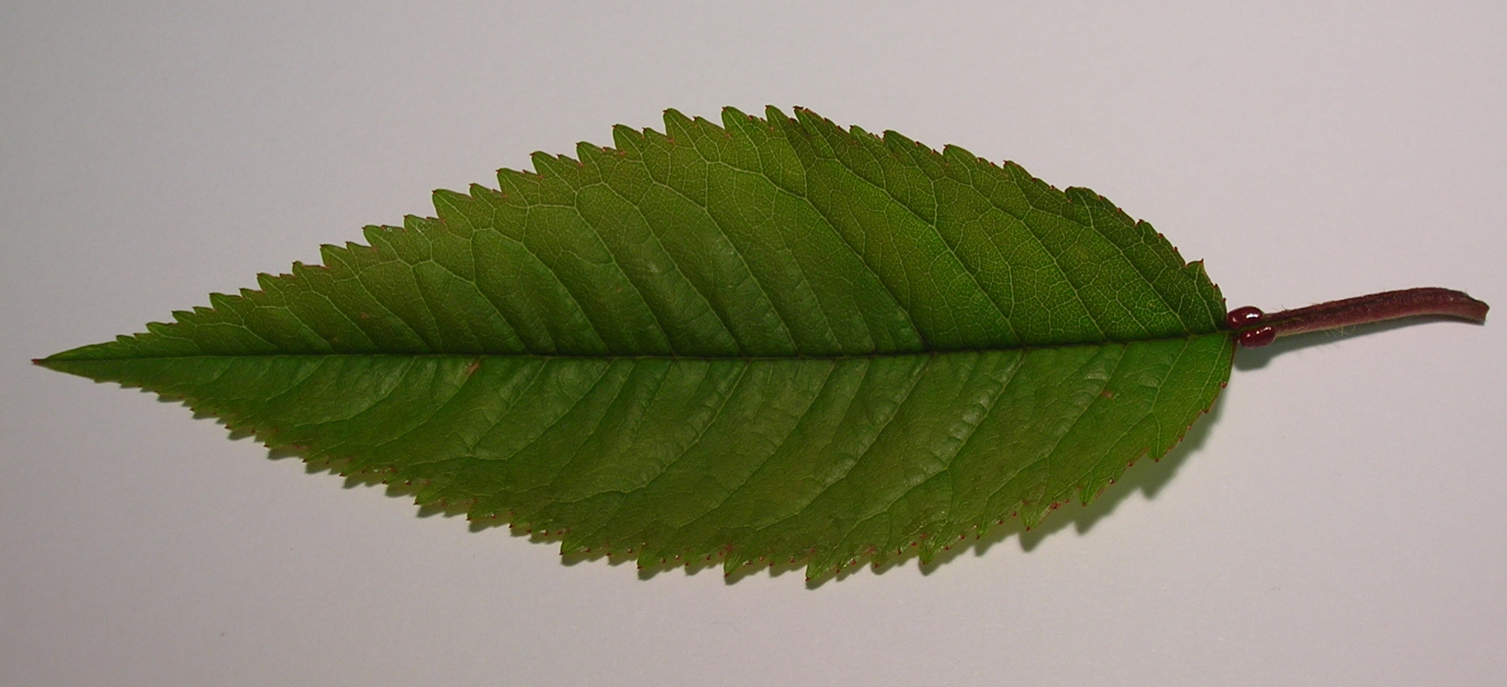 Rosaceae_Prunus_avium_Blatt_edited.jpg
