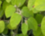 Spreitengrund gestutzt. stumpfe Spitze beim Oregano