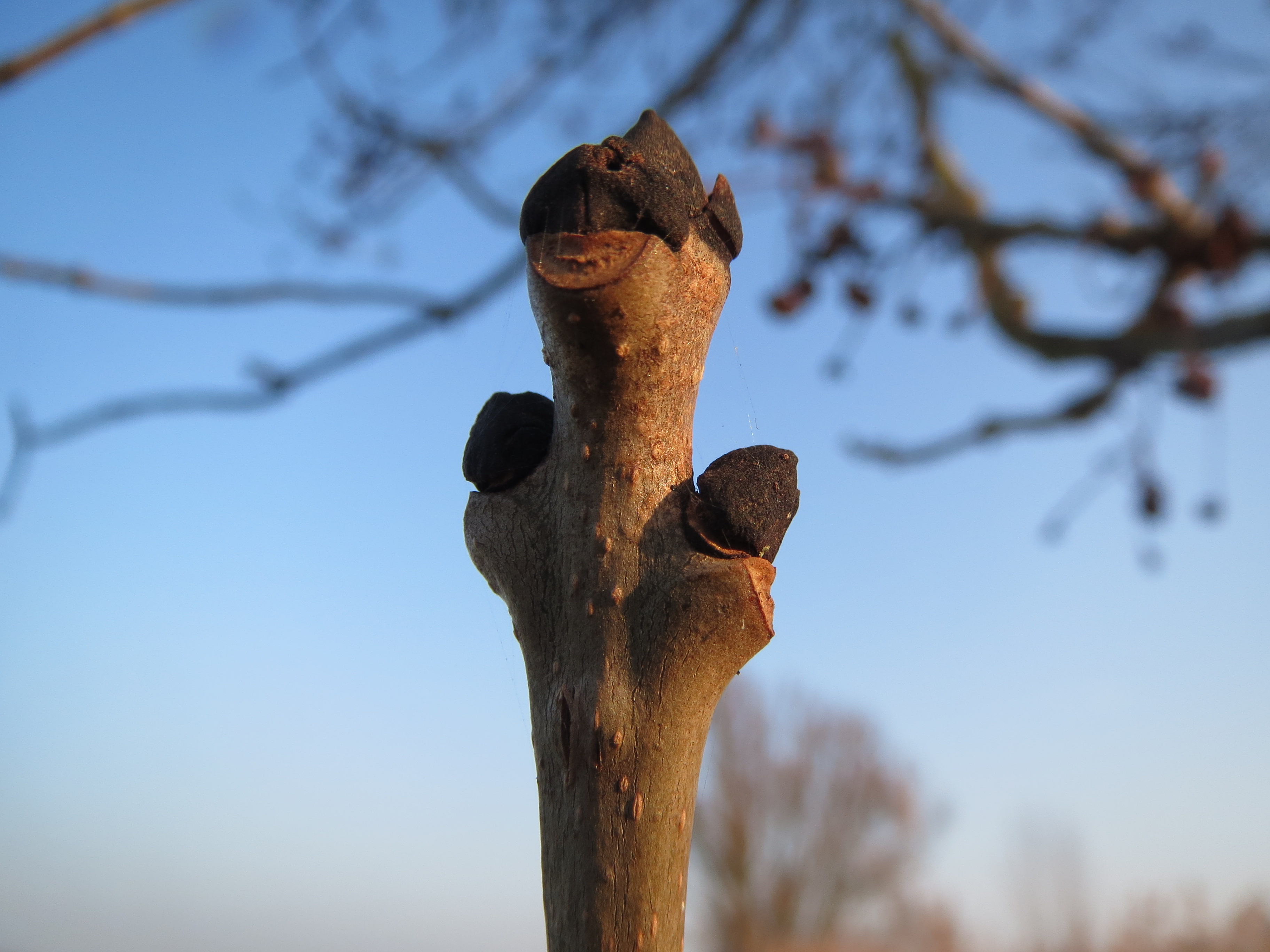 Gemeine Esche Fraxinus excelsior Merkmale, Bestimmung, Verwendung, essbar; Winterknospen