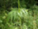 Die Blätter der Geissblattgewächse (Caprifoliaceae) sind gegenständig oder in einer Grundrosette angeordnet. Auf dem Bild: Echter Baldrian (Valeriana officinalis)