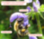 Wiesen-Salbei (Salvia pratensis): Die Staublätter und Narben der Fruchtblätter befinden sich am Ende der Oberlippe für ein optimales An- und Abstreifen auf dem Rücken der Hummeln. Beim Wiesen-Salbei ist ausserdem ein weiterer Mechanismus wirksam: Beim Landen der Hummel auf der Unterlippe werden die Staubblätter über einen Hebelmechanismus nach unten gegen den Rücken gedrückt.