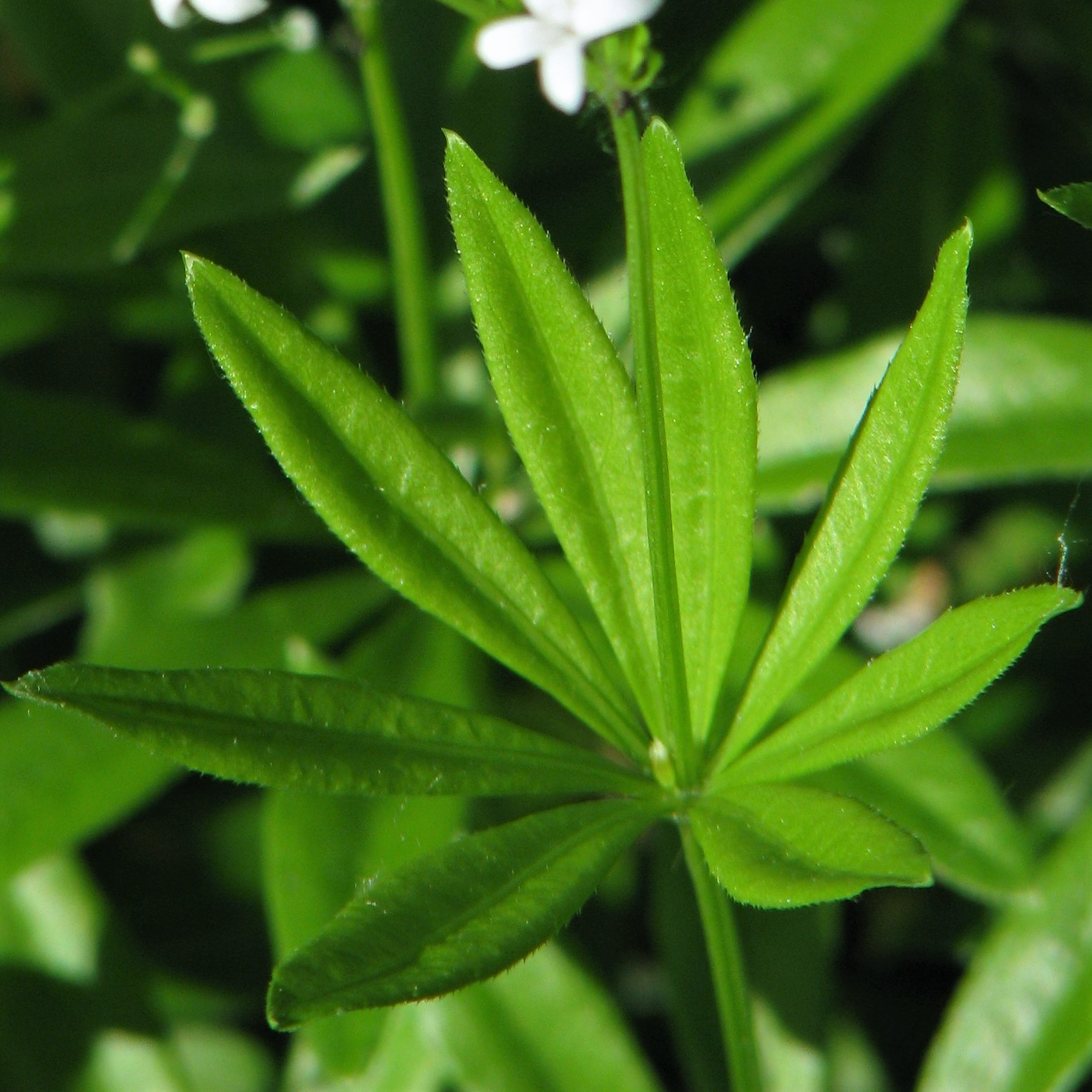 Rubiaceae Galium odoratum Waldmeister Eigenschaften Merkmale Bestimmung Verwendung Quirl Blatt