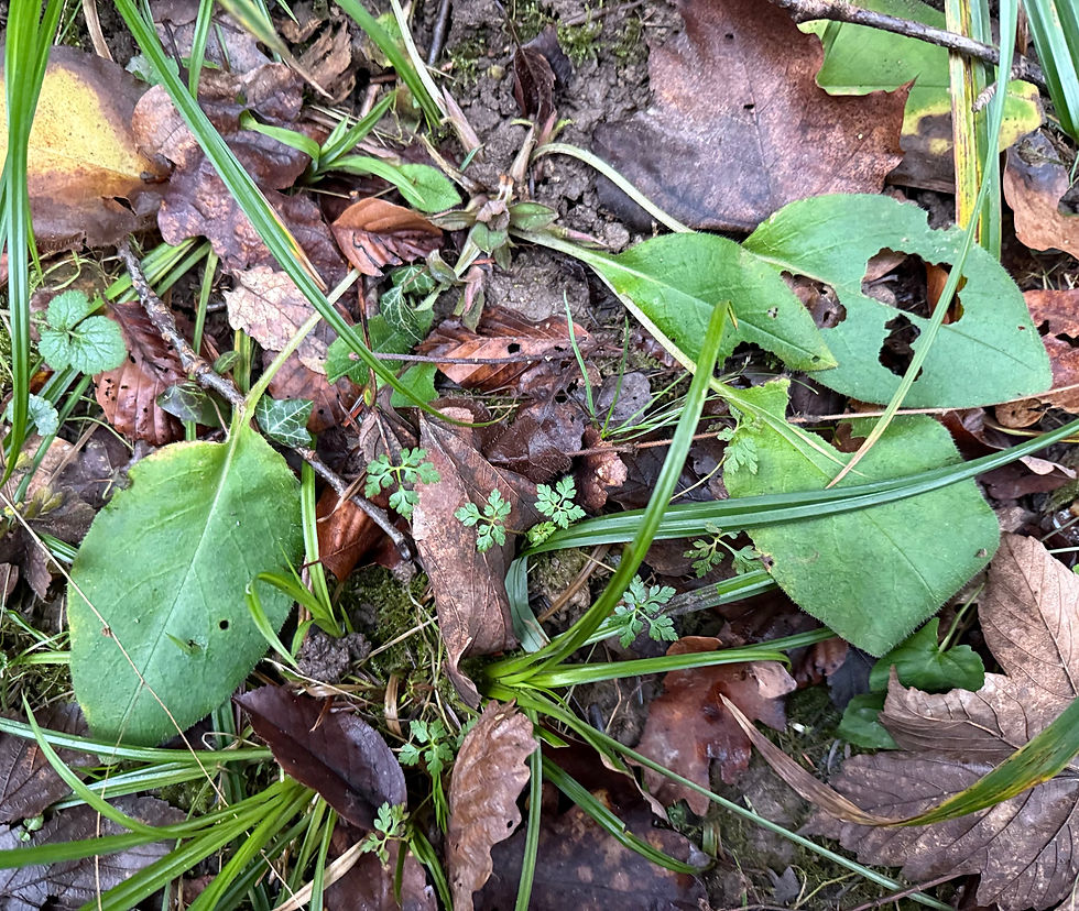 "Sommerblätter" in Grundrosette beim Echten Lungenkraute (Pulmonaria officinalis)