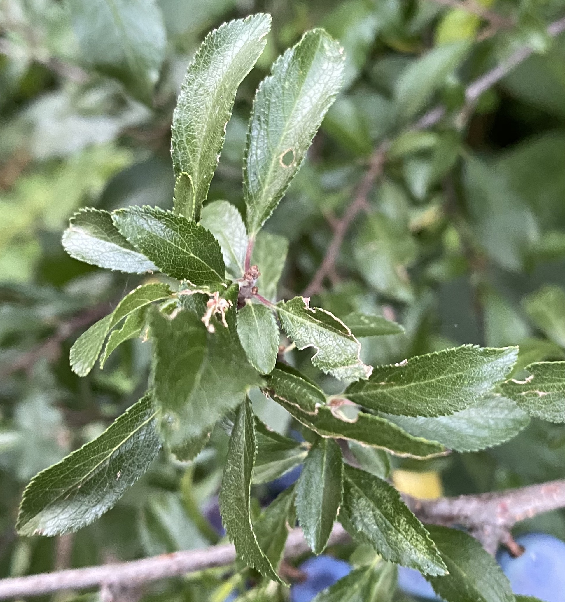 Rosaceae Prunus spinosa Schlehe Schlehdorn Schwarzdorn Eigenschaften Merkmale Bestimmung Verwendung Blatt Oberseite