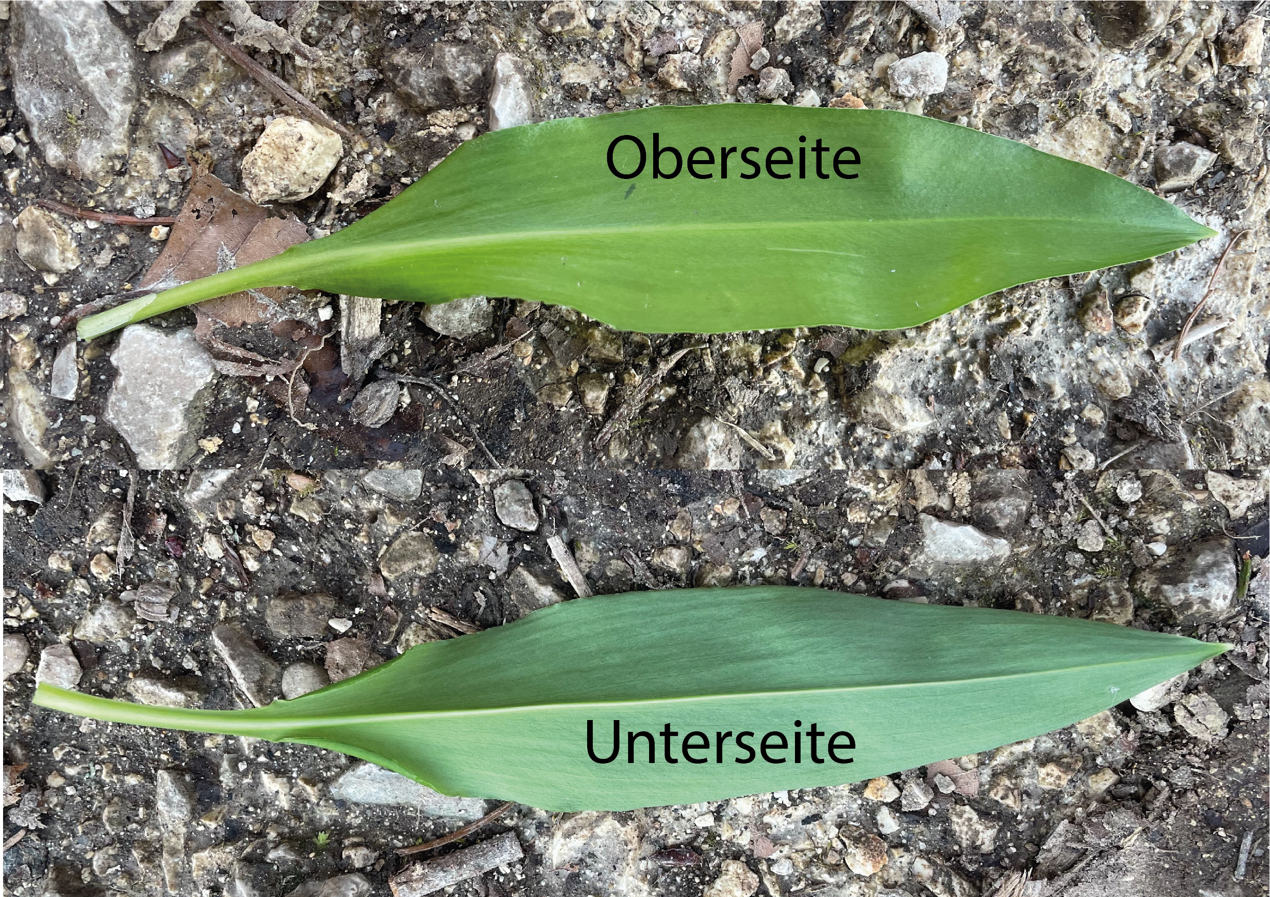 Amaryllidaceae Allium ursinum Bärlauch Eigenschaften Bestimmungsmerkmale Blatt Oberseite Unterseite matt