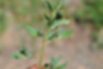 Vogelknöterich (Polygonum aviculare) mit den typischen Blattscheiden an den Knoten
