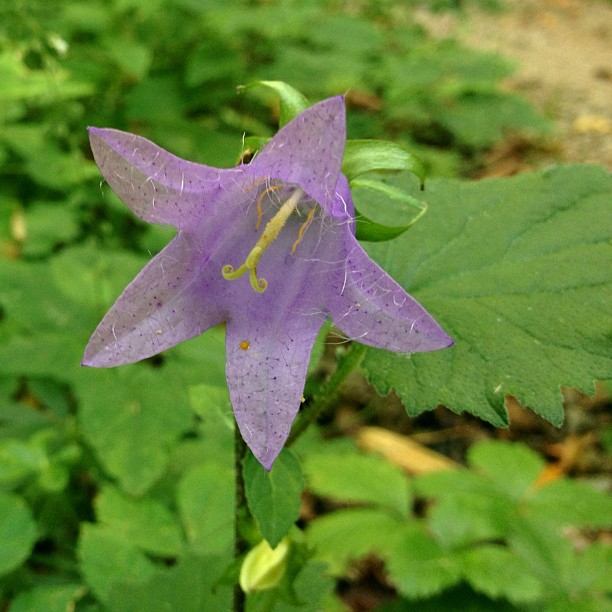Nesselblättrige Glockenblume (Campanula trachelium); essbar; Merkmale, Bestimmung, Verwendung; Blüte von vorne