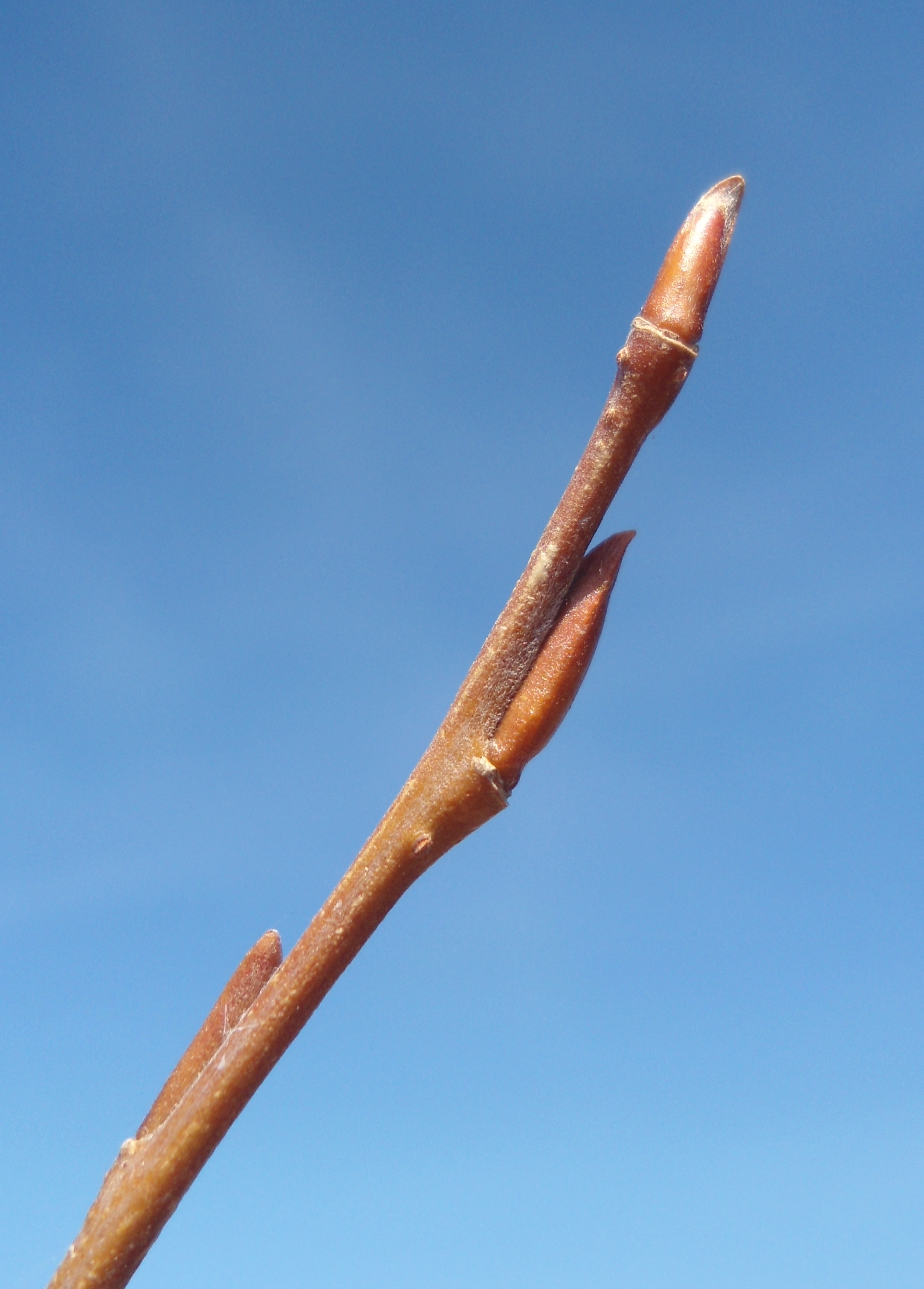 Silber Weide (Salix alba); Merkmale / Bestimmung / Verwendung; Zweig und Knospen