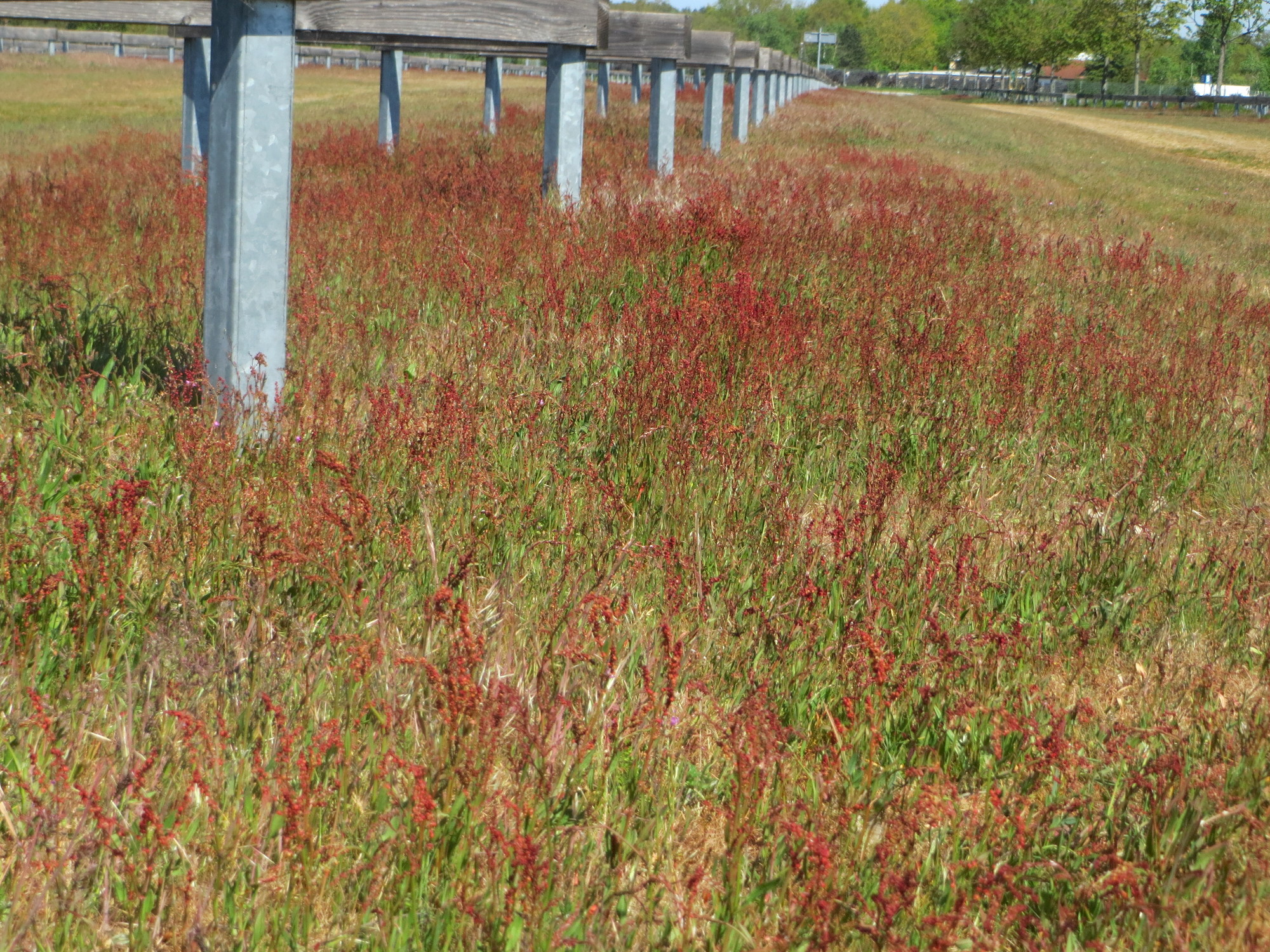Polygonaceae Rumex Amper Feld mit Kleinem Sauerampfer