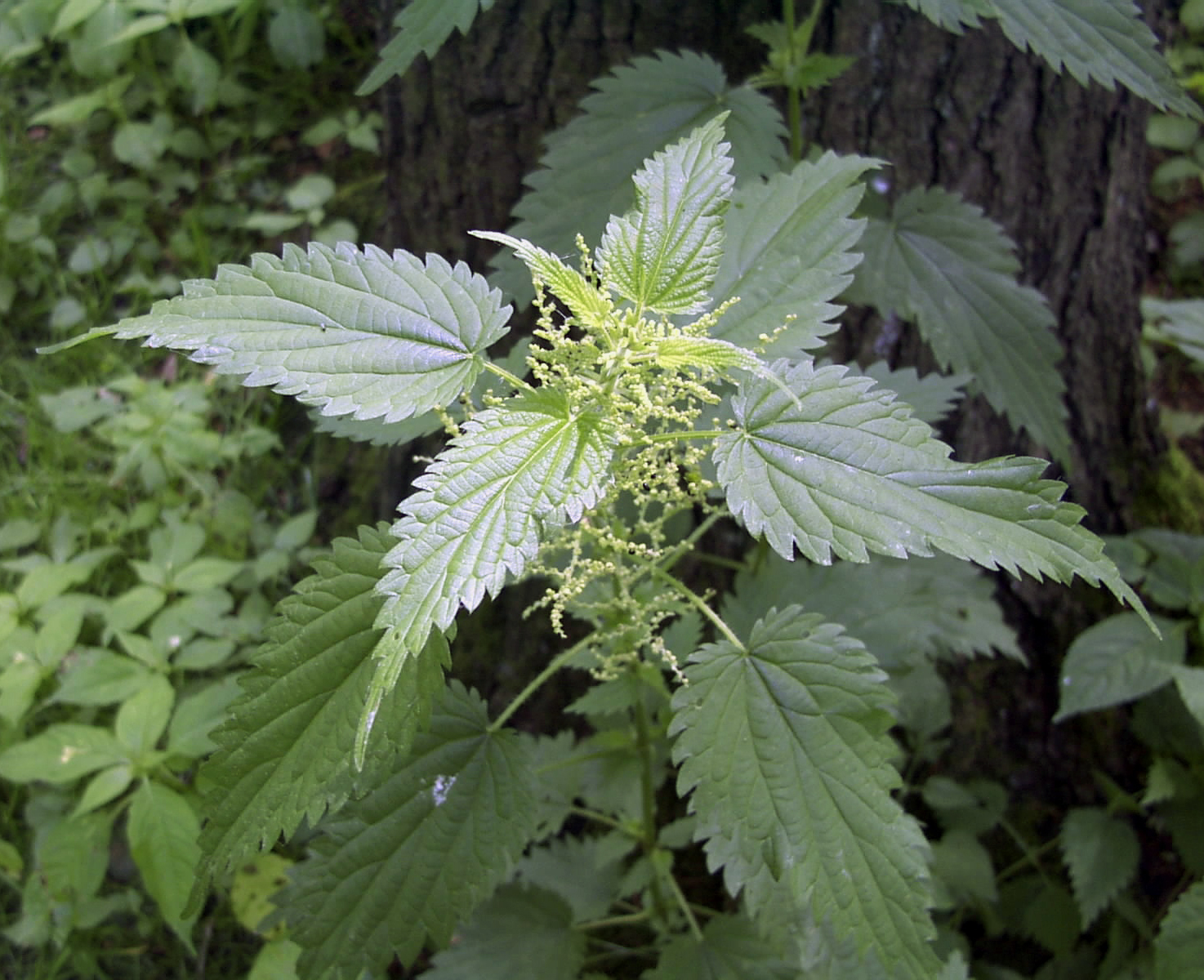 essbare Wildpflanzen Wildkräuter Urticaceae Urtica dioica Grosse Brennnessel Bestimmungsmerkmale Eigenschaften Erkennung Nutzung männliche Pflanze mti abstehenden Rispen