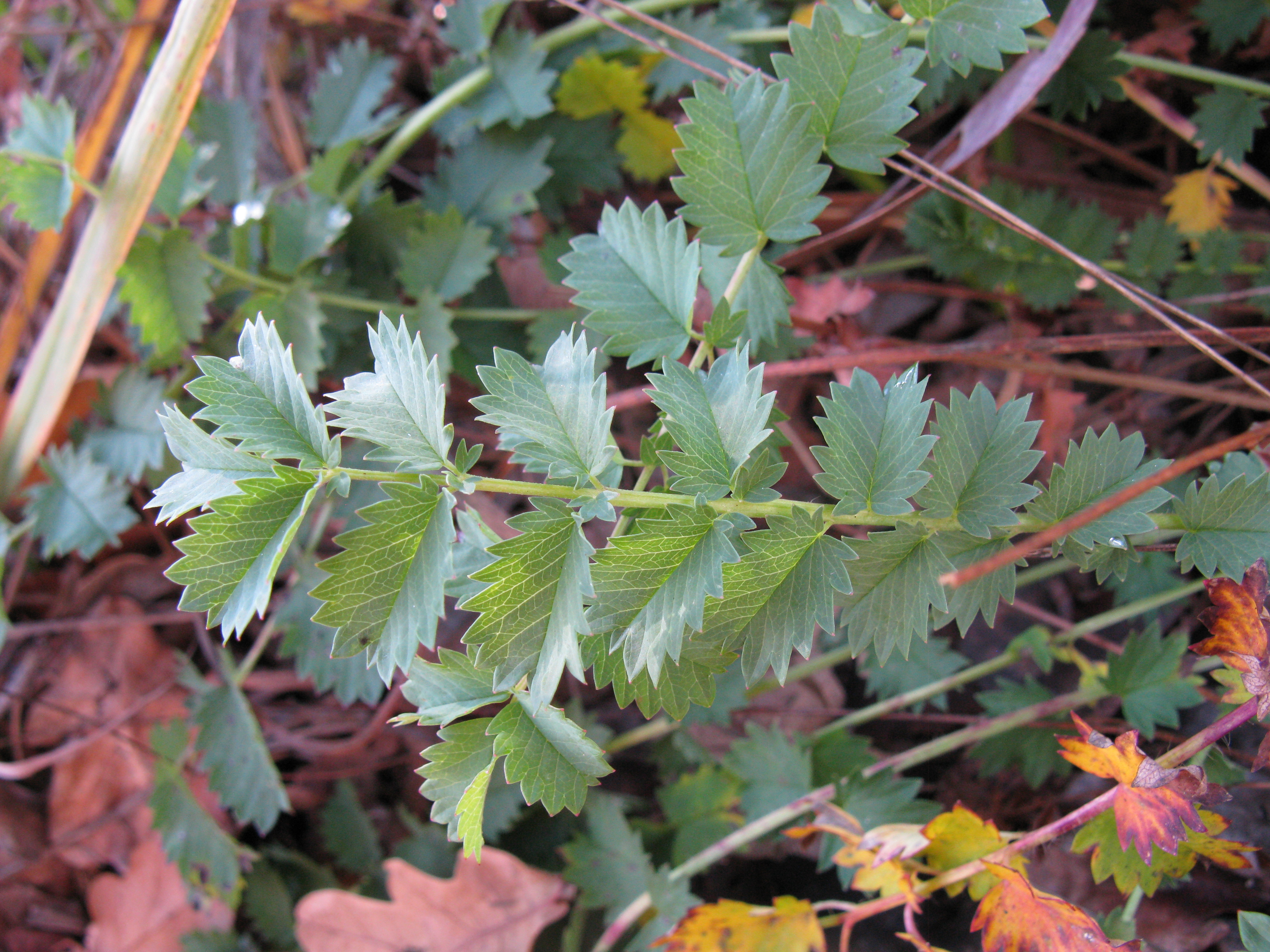 Rosaceae_Sanguisorba_minor_Blatt.jpg