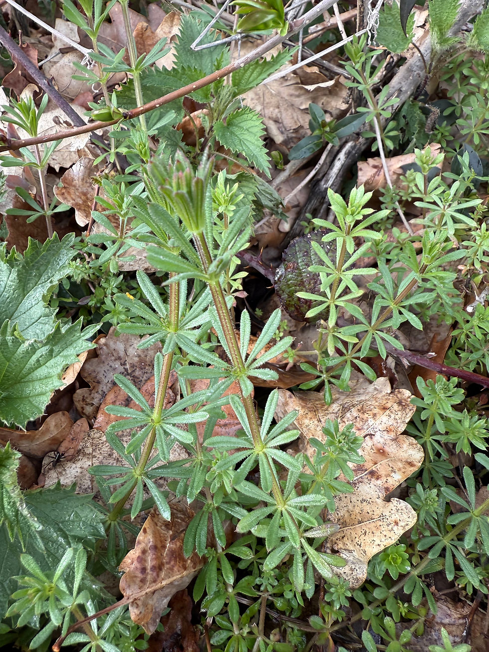 Kletten-Labkrautes(Galium aparine)
