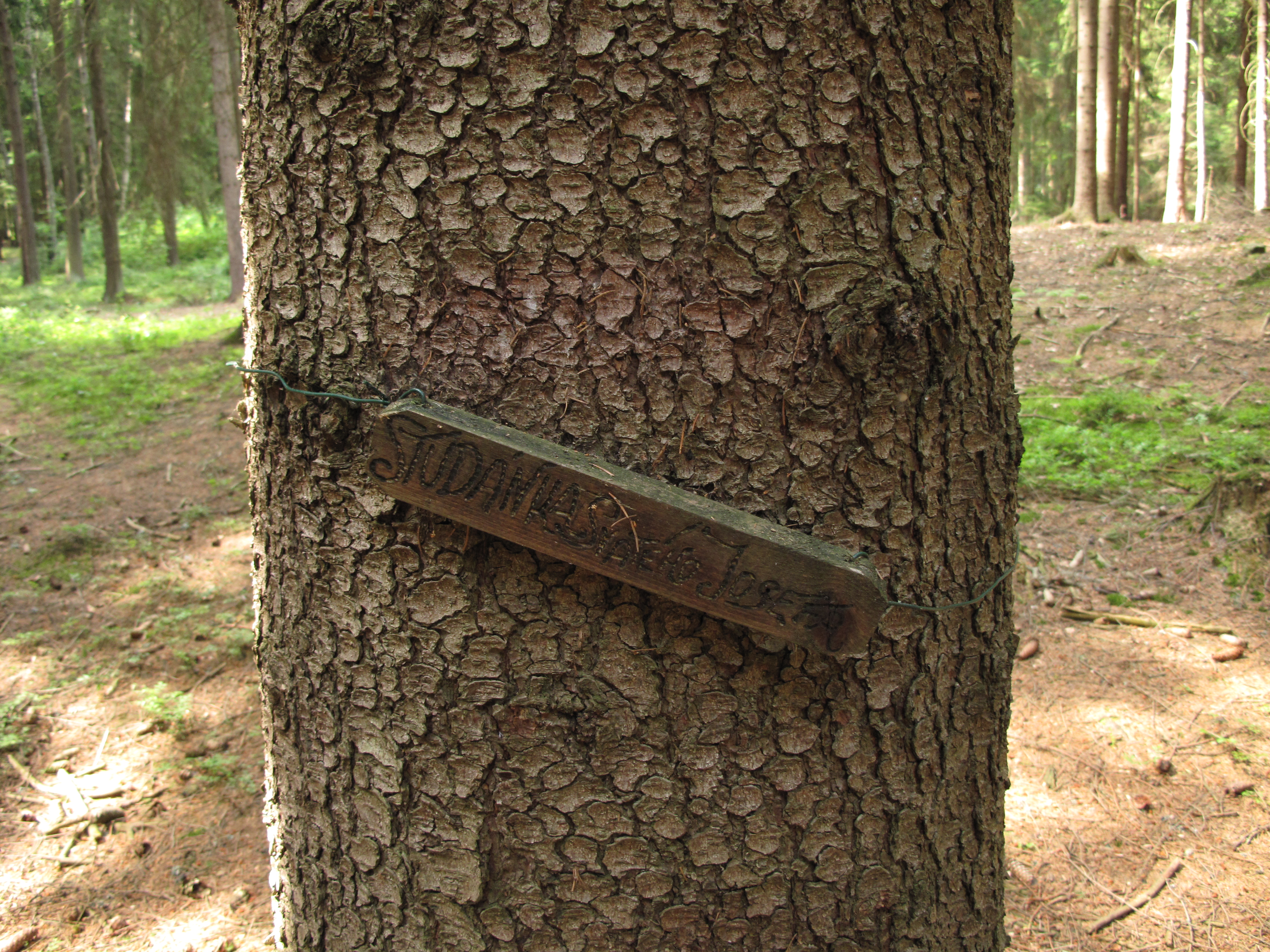 Fichte Picea abies Eigenschaften Bestimmung rotbraune feinschuppige Borke