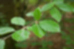 Blätter der Rotbuche (Fagus sylvatica): Bei den Buchengewächsen (Fagaceae) immer wechselständig.