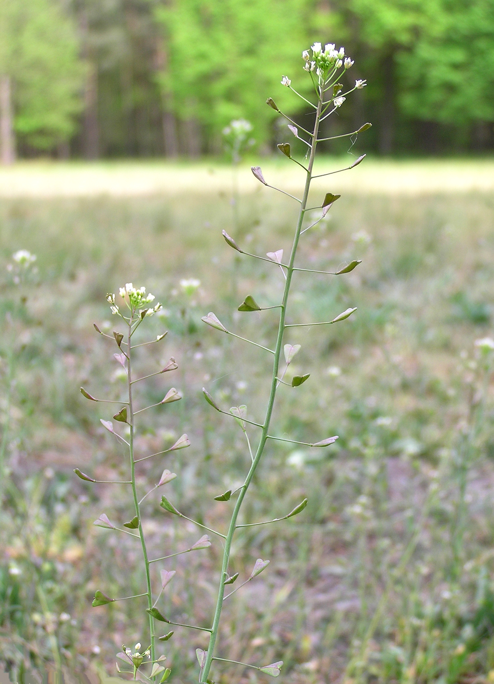 Brassicaceae_Capsella_bursa-pastoris_Traube.jpg