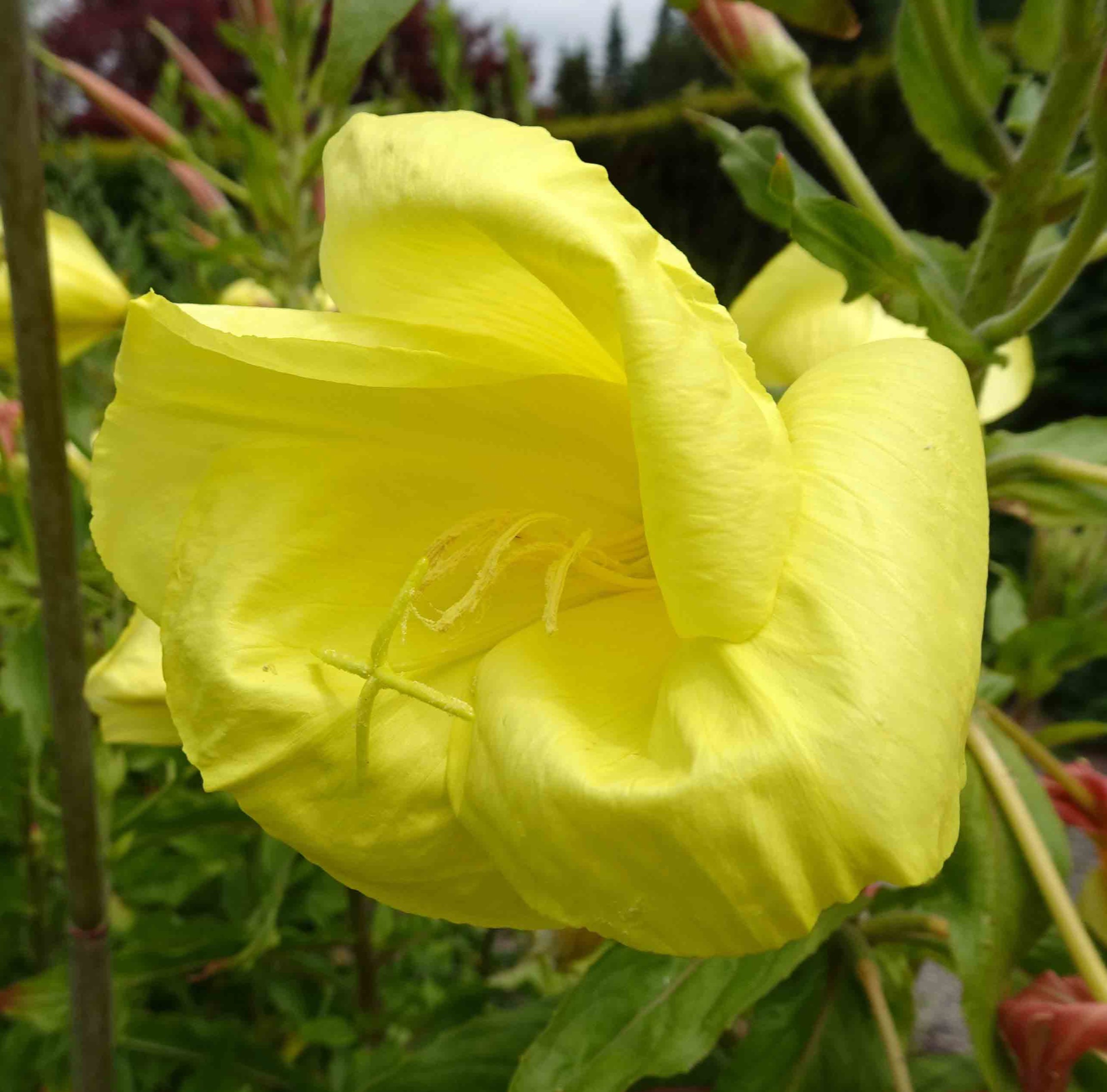 Onagraceae Oenothera biennis aggr. Gemeine Nachtkerze Eigenschaften Merkmale Bestimmung Verwendung Blüte nah