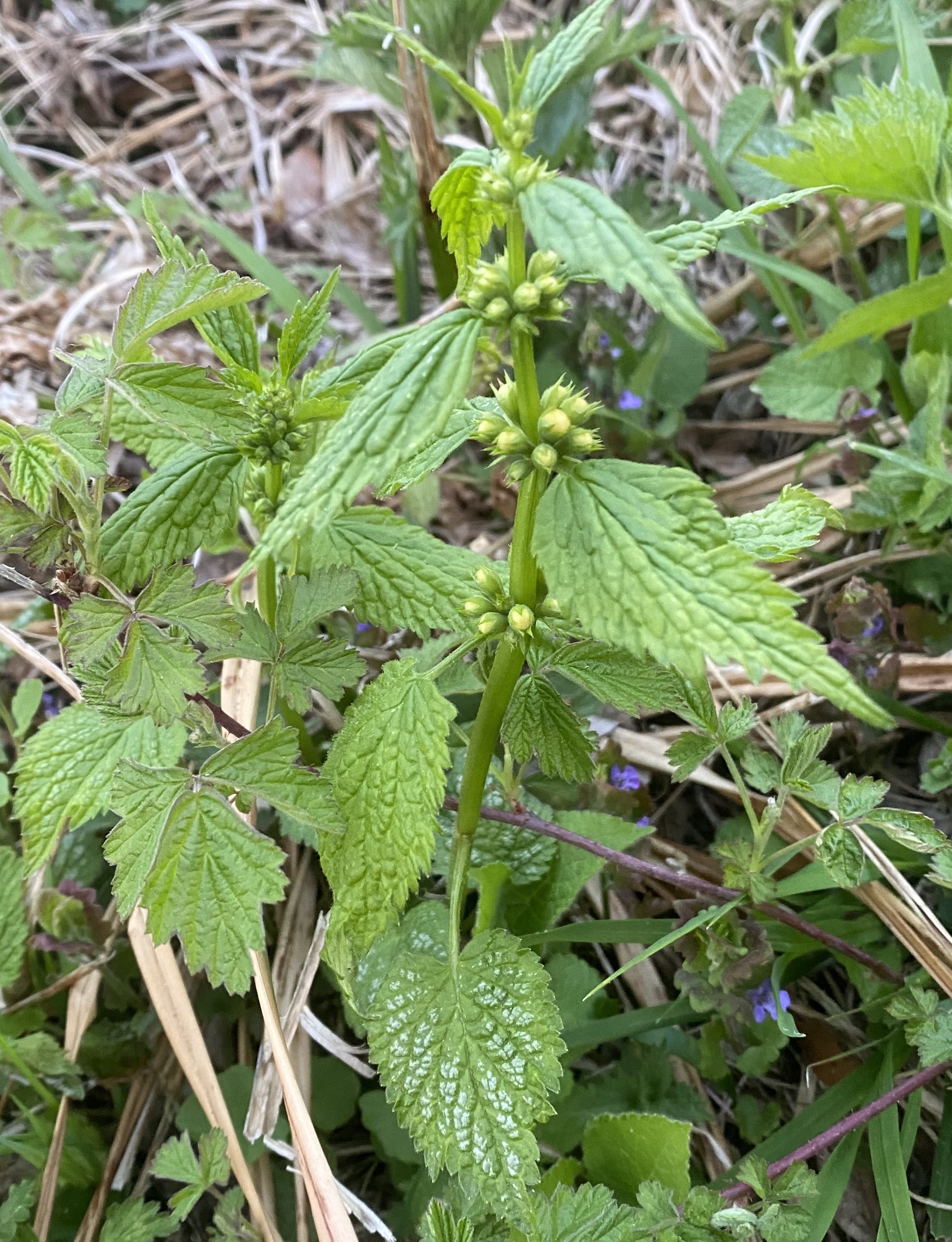 Lamiaceae Lamiu galeobdolon Goldnessel Eigenschaften Bestimmung Merkmale Verwendung Stängel und Blätter