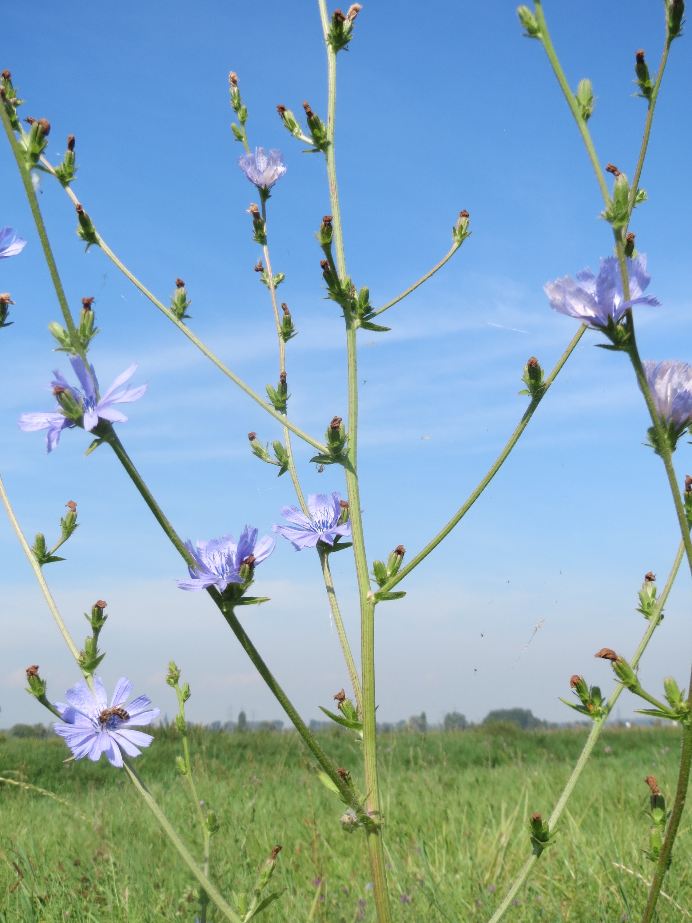 Asteraceae Cichorium intybus Eigenschaften Bestimmung Merkmale Blütenstand