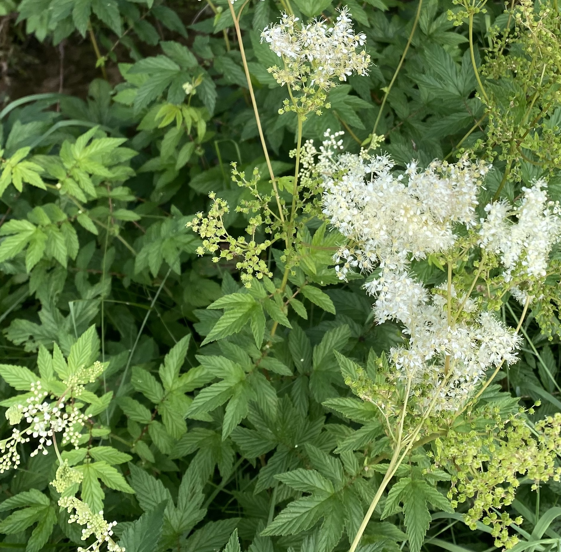 Echter Mädesüss (Filipendula ulmaria) EIgenschaften / Merkmale / Bestimmung / Verwendung, essbar