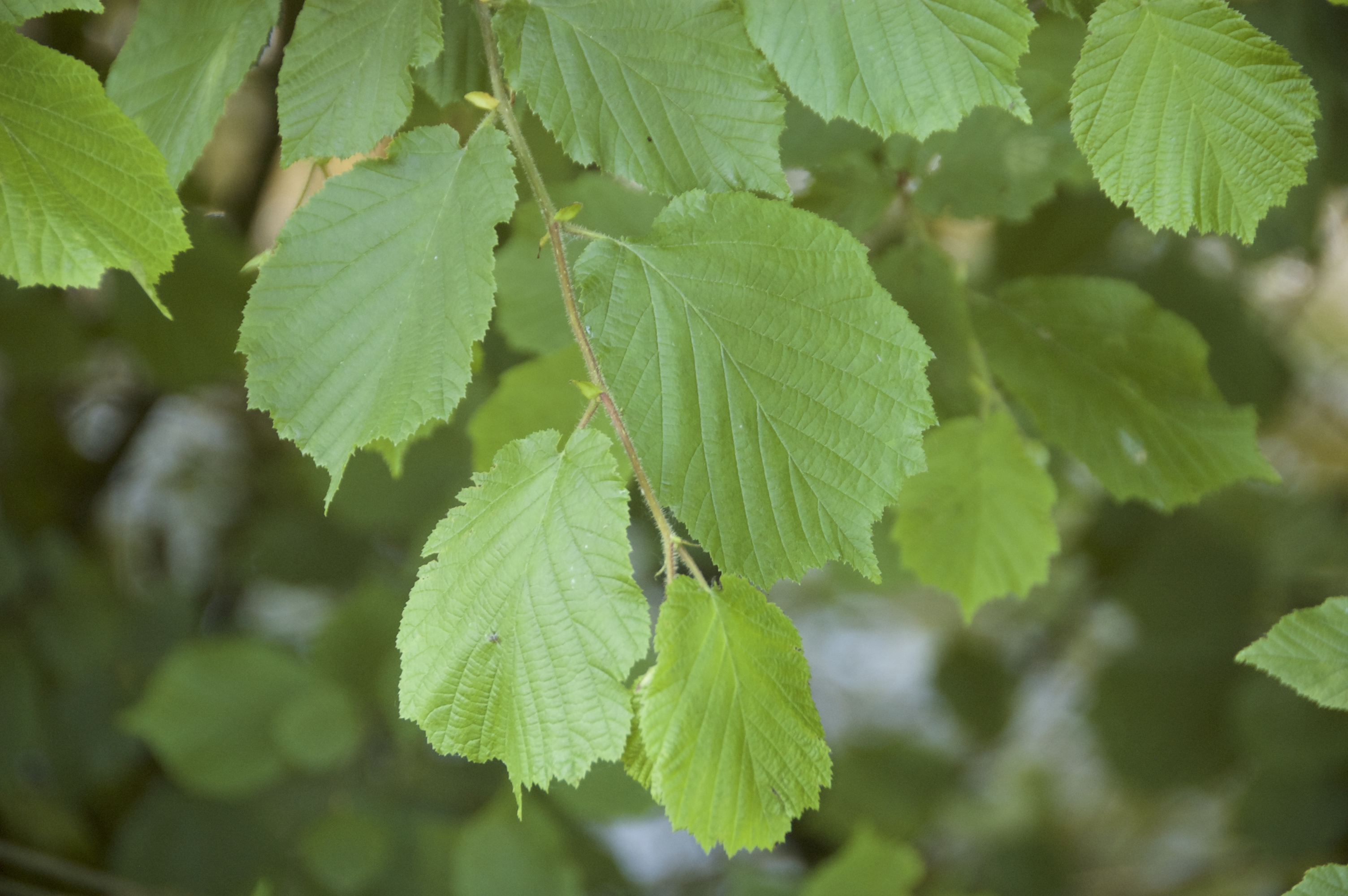 Betulaceae_Corylus_avellana_Treib.jpg