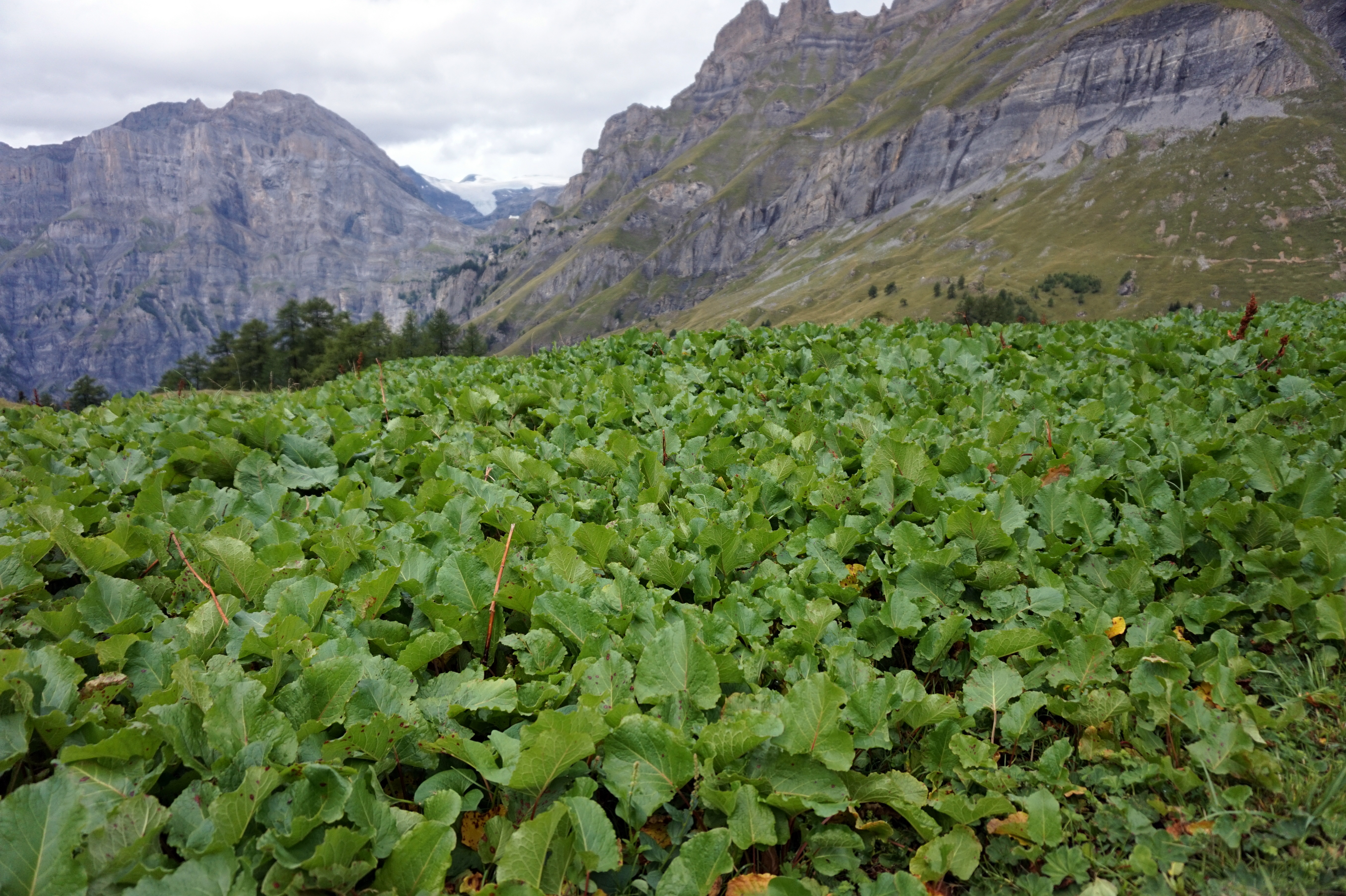Polygonaceae Rumex Amper Alpenampfer