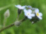 Die Blüten der Raubblattgewächse haben 5 verwachsene Kelch- und Kronblätter und sind radiärsymmetrisch. Auf dem Bild: Acker Vergissmeinnicht (Myosotis arvensis)