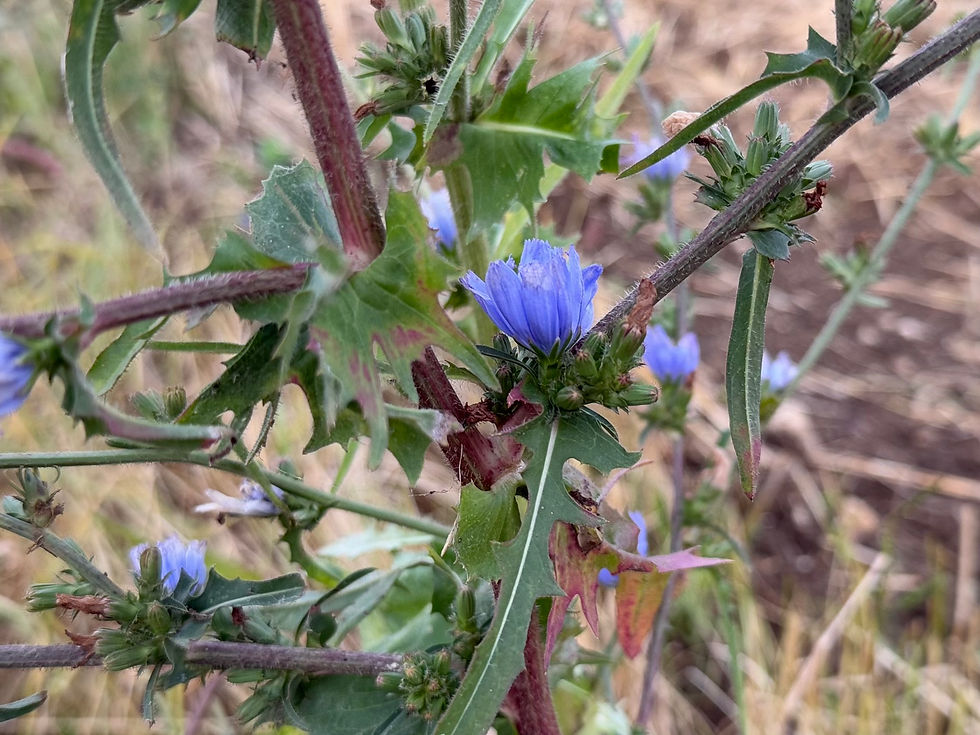 Stängel der Wegwarte (Cichorium intybus)
