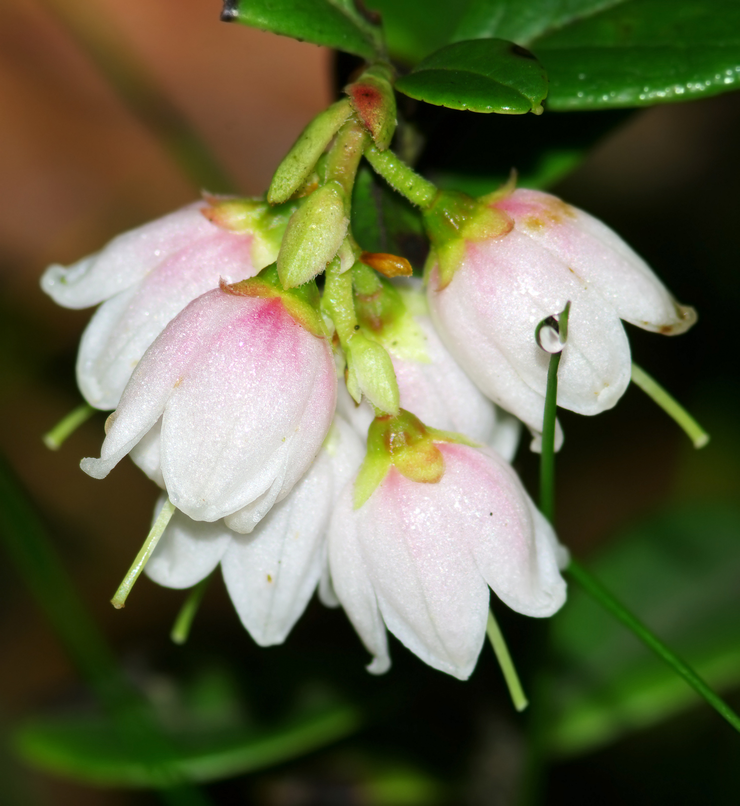 Preiselbeere (Vaccinium vitis-ideae) Bestimmung / Merkmale / Eigenschaften / Verwendung, essbar: Blüten von der Seite