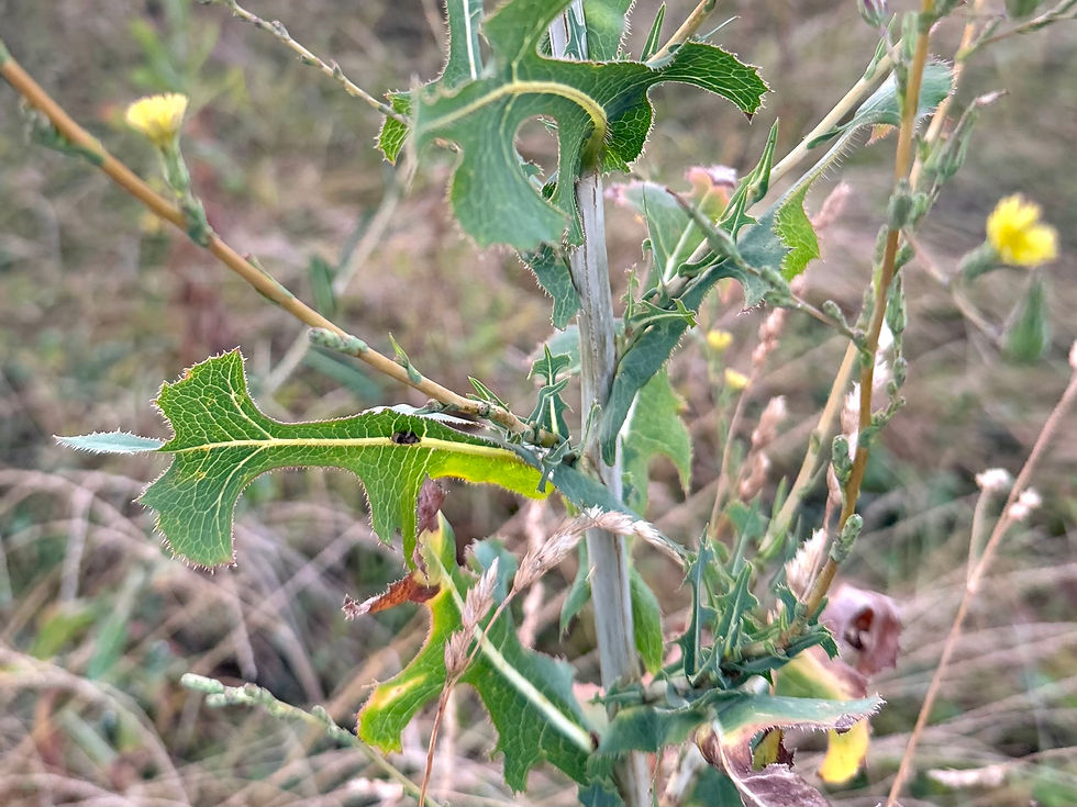 wechselständig und gedreht N-S ausrichtende Blätter des Kompass-Lattich (Lactuca serriola)