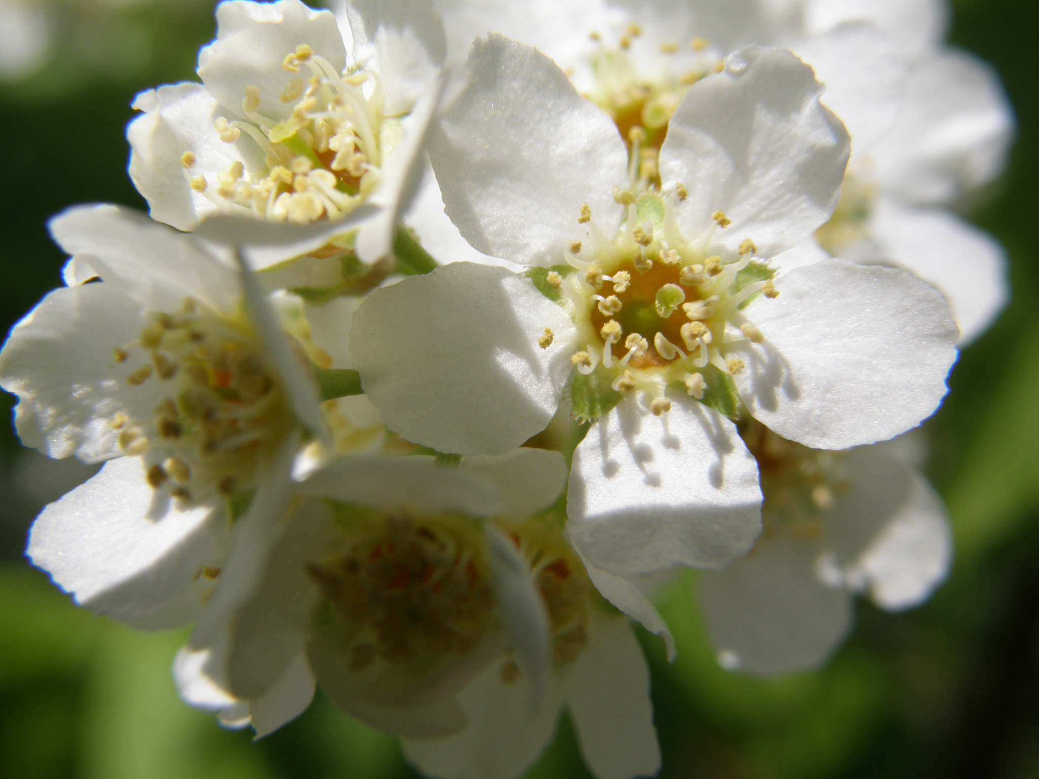 Rosaceae_Prunus_padus_Einzelblüte.JPG