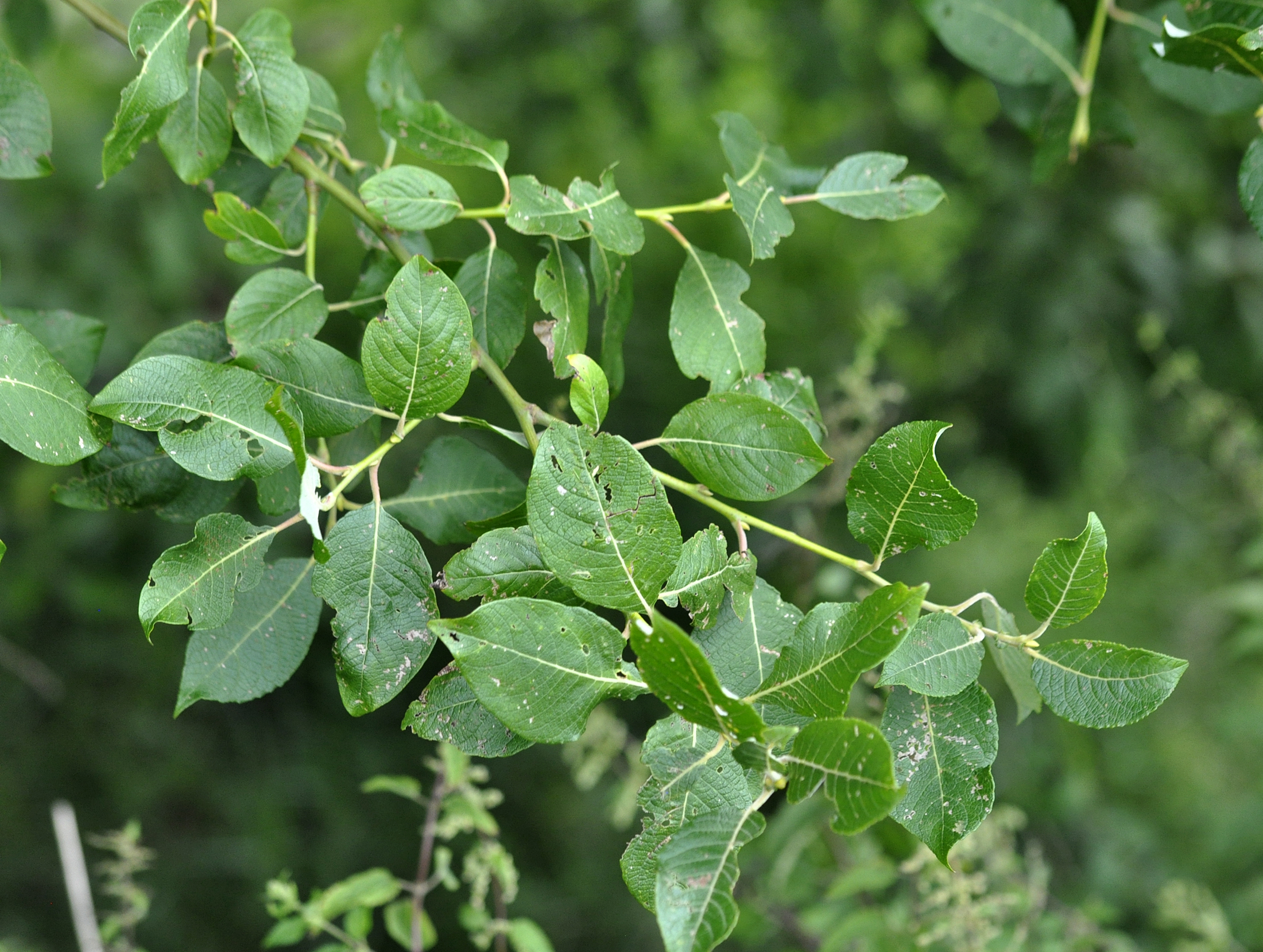 Sal-Weide (Salix caprea); Eigenschaften / Bestimmung / Merkmale / Verwendung; Blätter