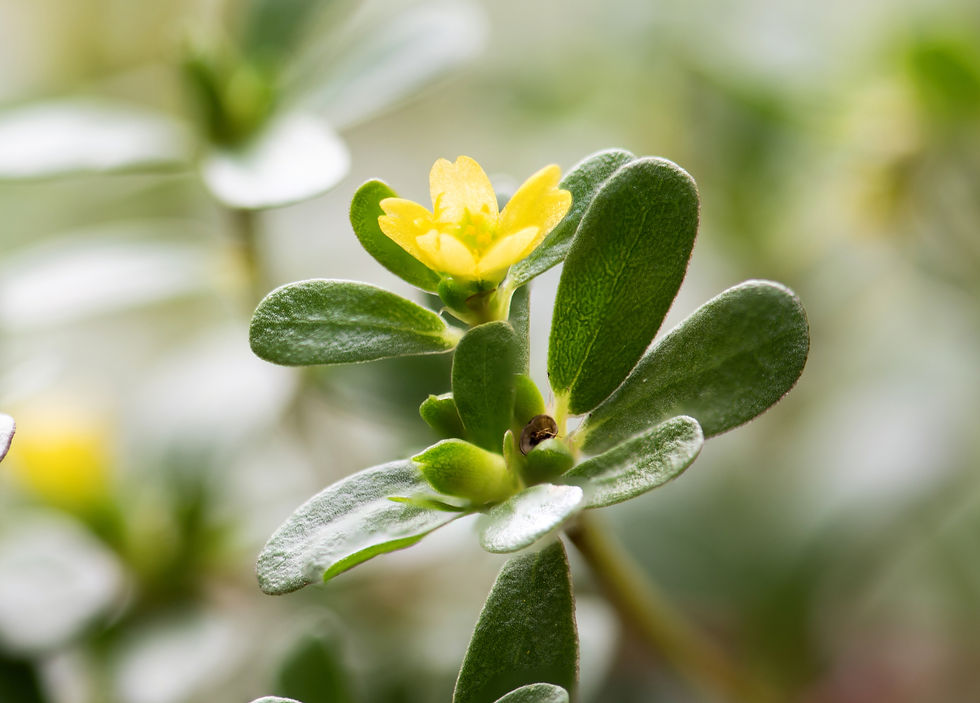 Blüte vom Portulak (Portulaca oleracea)