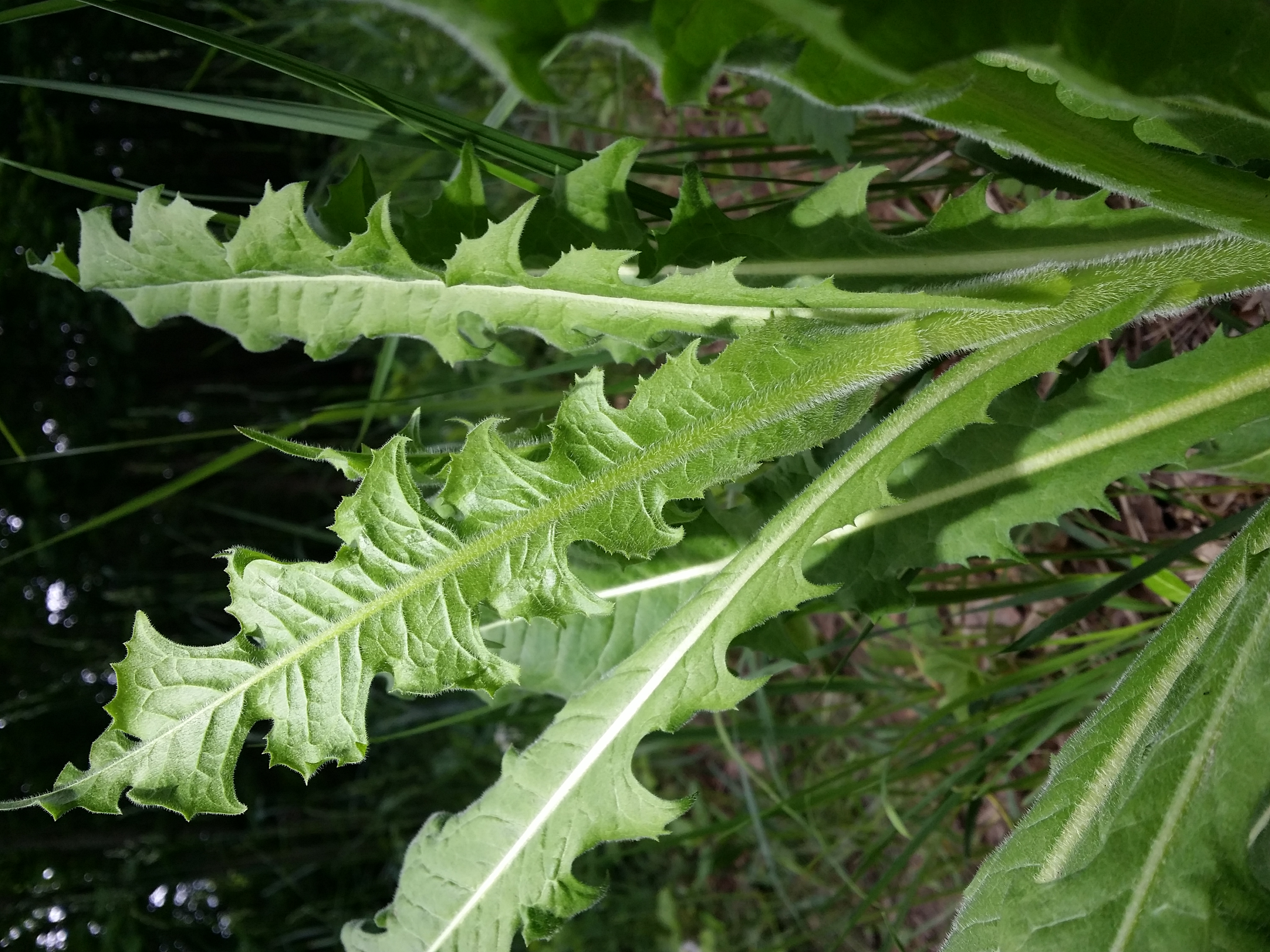 Asteraceae Cichorium intybus Eigenschaften Bestimmung Merkmale Grundblatt Unterseite
