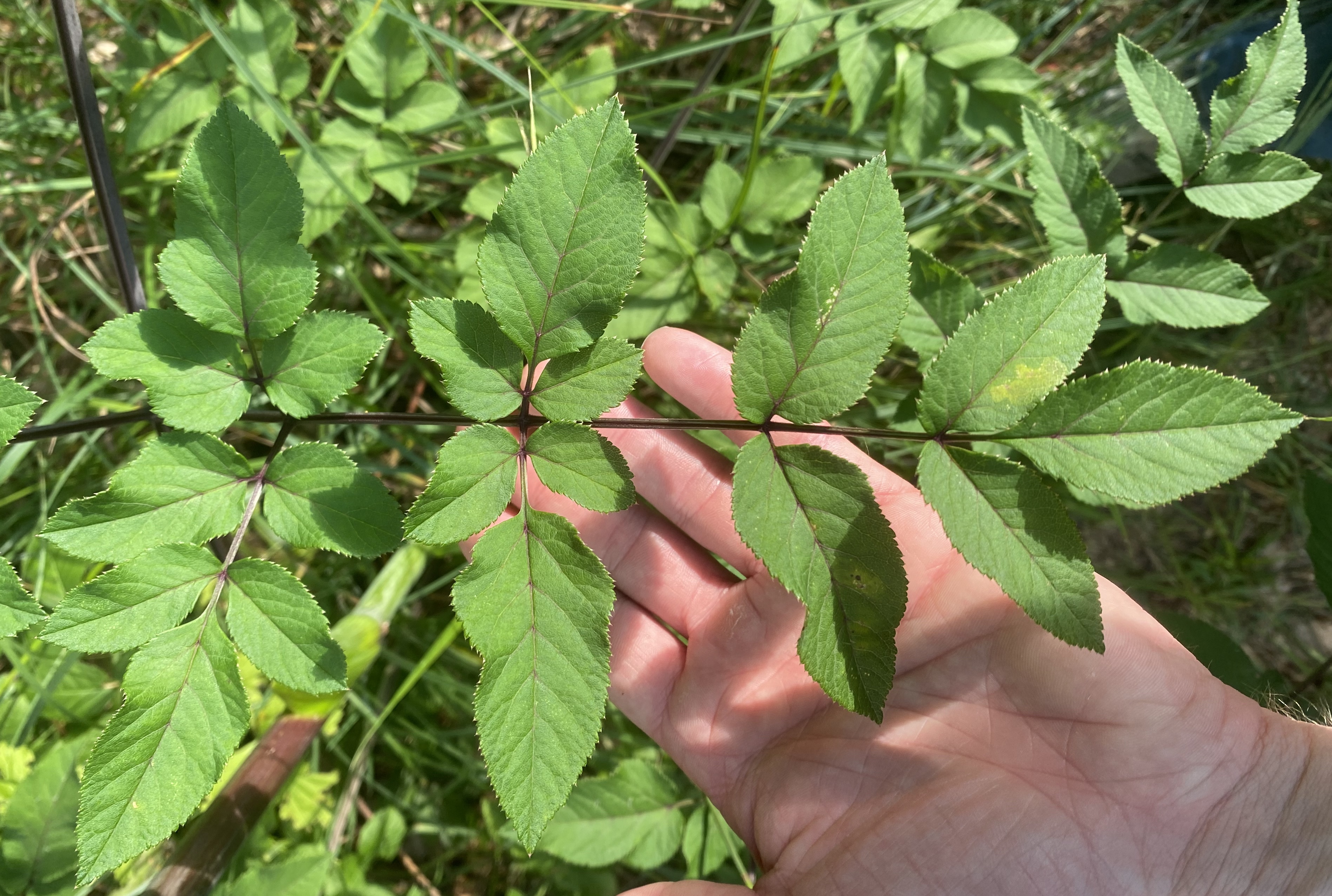 Apiaceae Angelica sylvestris Wald Engelwurz Eigenschaften Merkmale Bestimmung Blatt