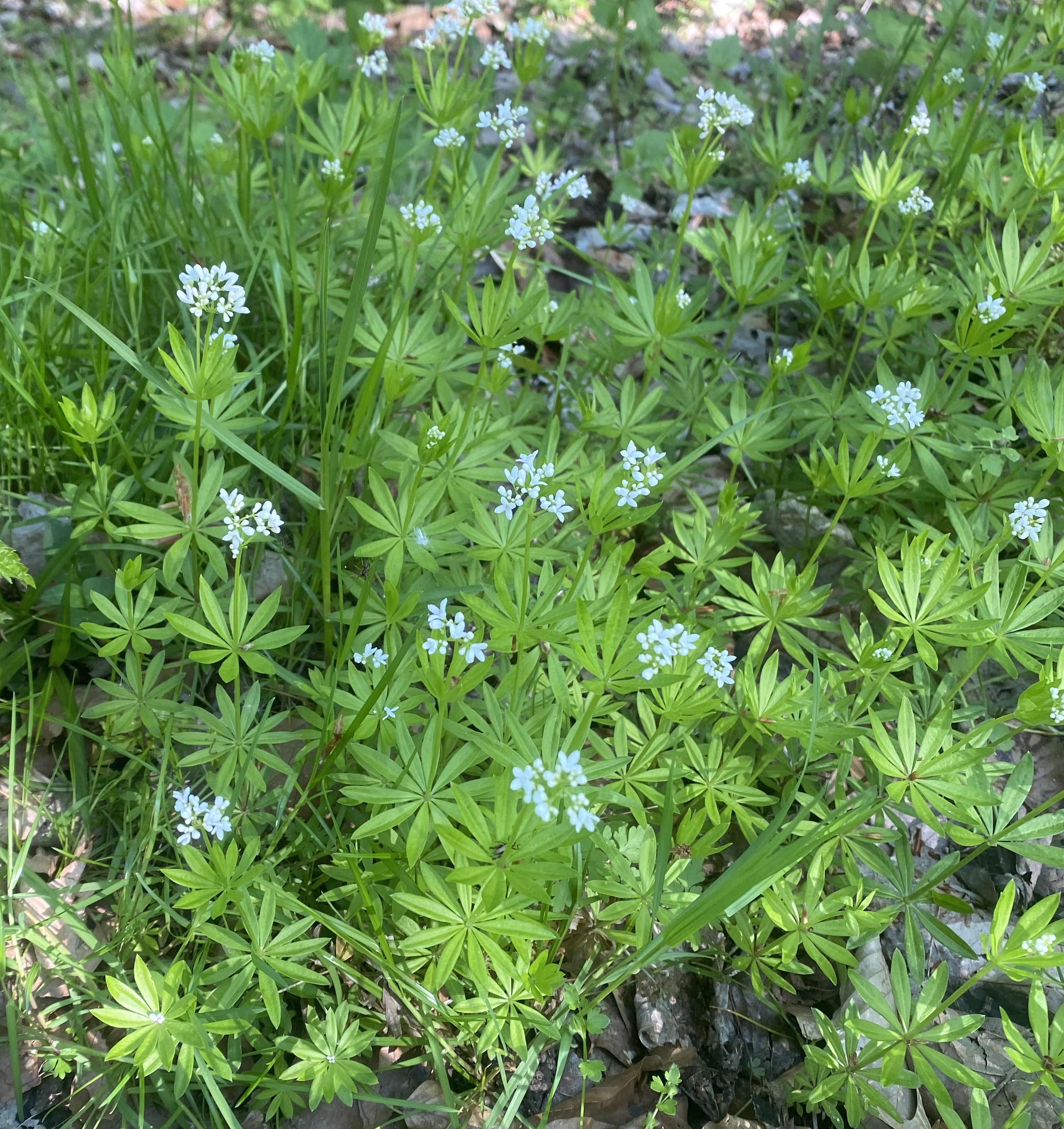 Rubiaceae Galium odoratum Waldmeister Eigenschaften Merkmale Bestimmung Verwendung 