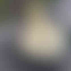 Wildgemüse aus essbaren Wildpflanzen, die in einem Outdoormenp angerichtet wurden und auf einem Holztisch präsentiert werden