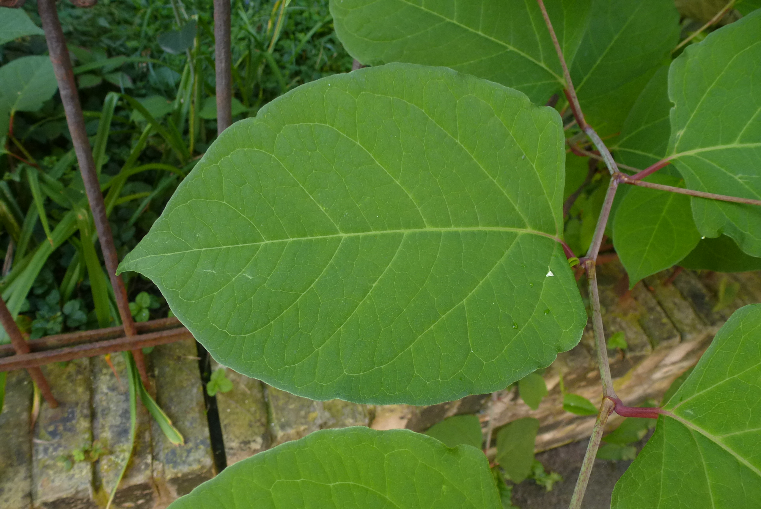 Japanischer Staudenknöterich (Reynoutria japonica) Eigenschaften / Merkmale / Bestimmung Verwendung, essbar, Blatt