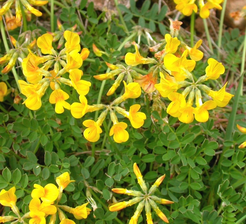 Hufeisenklee; Hippocrepis comosa; Bestimmung, Merkmale Verwendung; essbar; Blütenstände
