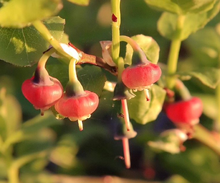 Ericaceae Vaccinium myrtillus Heidelbeere Merkmale Bestimmung Eigenschaften Verwendung  Blüte