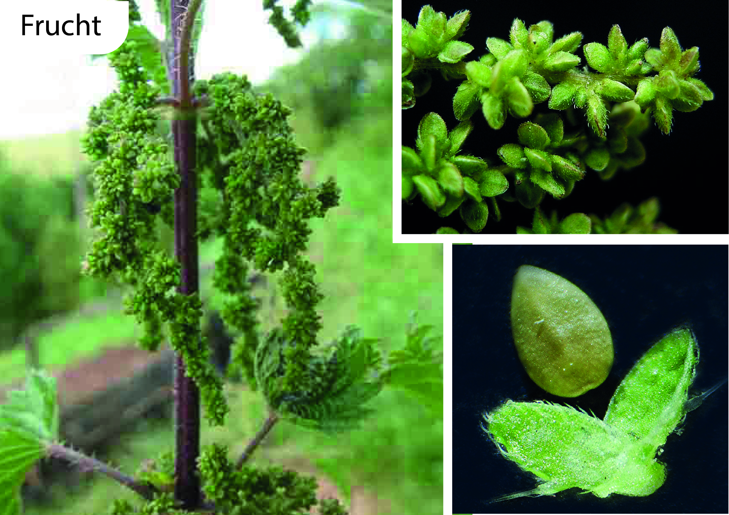 essbare Wildpflanzen Wildkräuter Urticaceae Urtica dioica Grosse Brennnessel Bestimmungsmerkmale Eigenschaften Erkennung Nutzung Früchte Frucht
