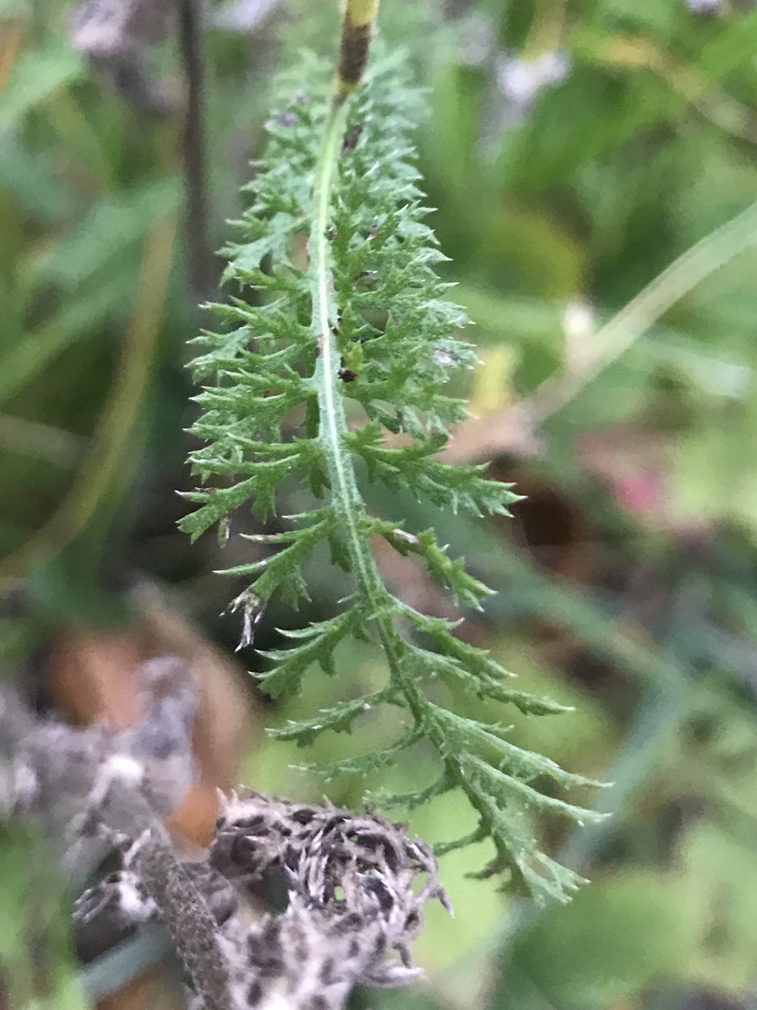 Asteraceae Achillea millefolium Schafgarbe Eigenschaften Merkmale Bestimmung Verwendung Blatt