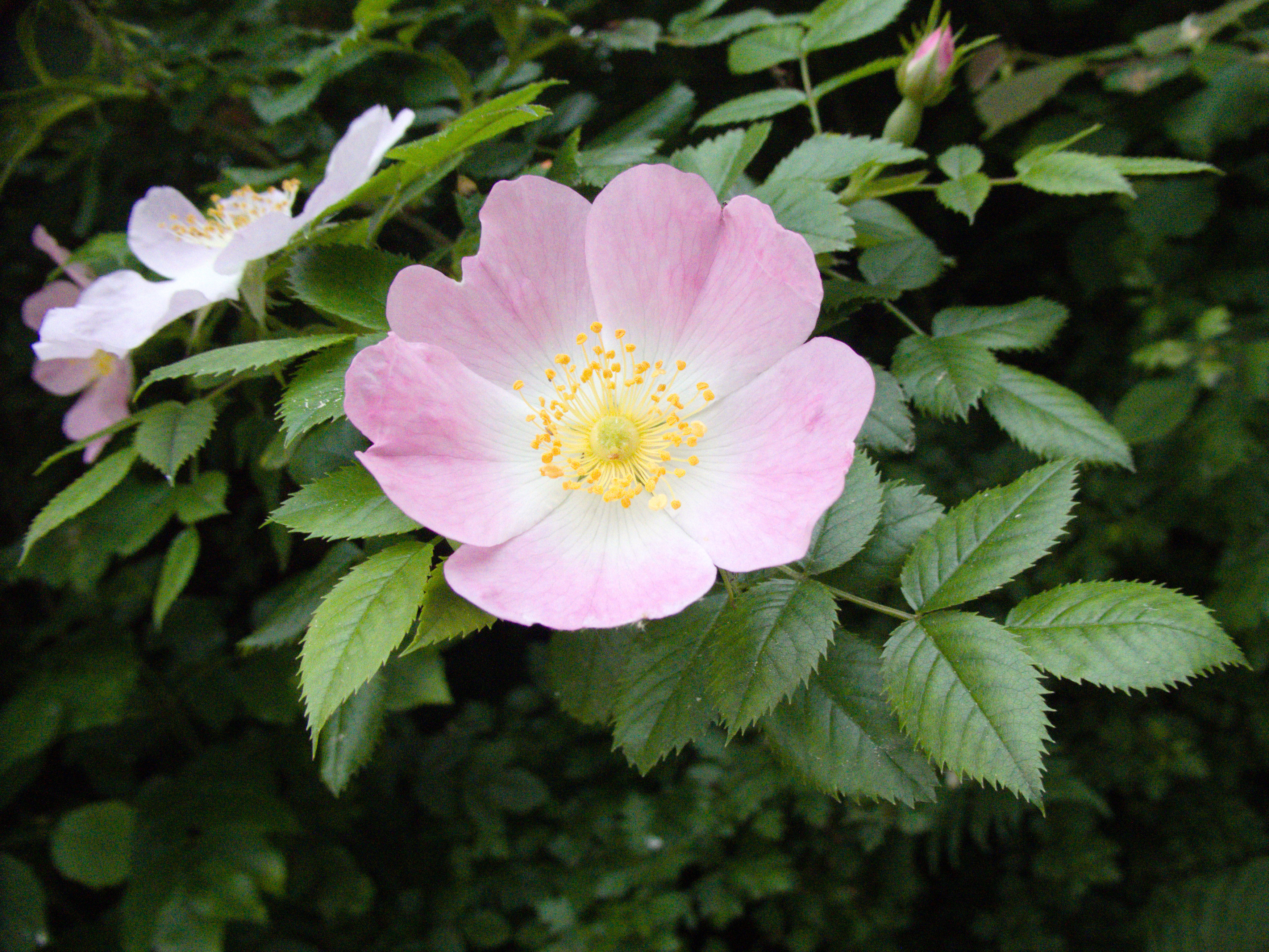 Rosaceae Rosa canina Hundsrose Bestimmung, Eigenschaften, Merkmale,  Verwendung Blüte