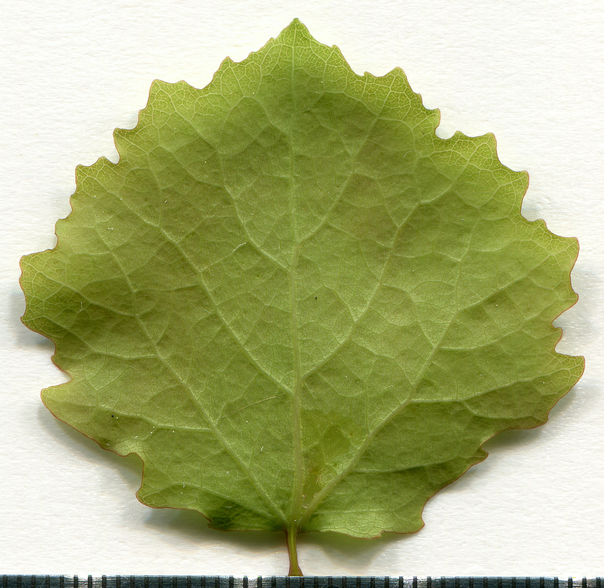 Zitter-Pappel (Populus tremula) Eigenschaften / Bestimmung / Merkmale / Verwendung; essbar; Blatt Unterseite