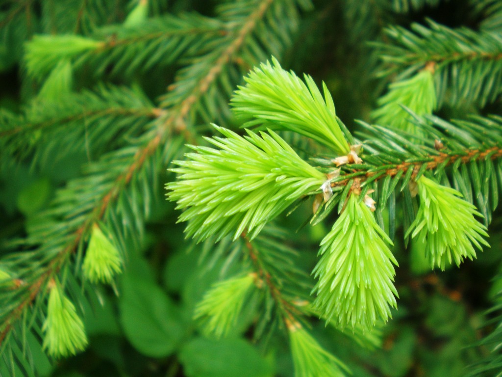 Fichte Picea abies Eigenschaften Bestimmung junge hellgrüne Triebe im Frühling
