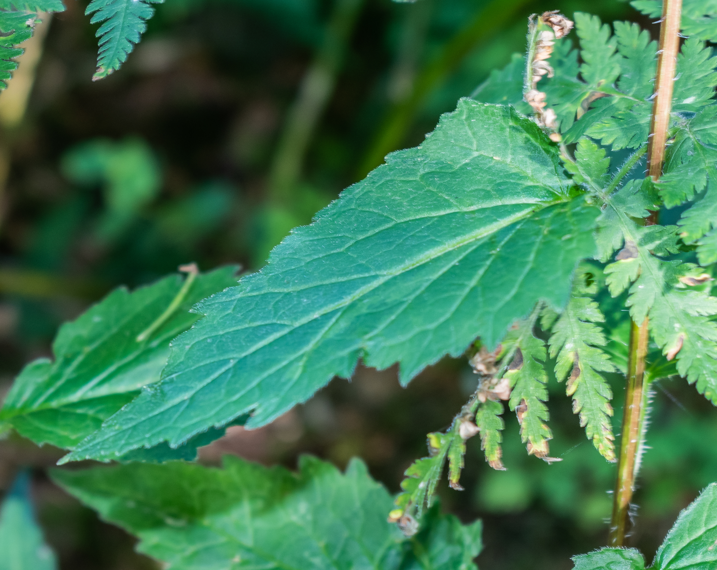 Nesselblättrige Glockenblume (Campanula trachelium); essbar; Merkmale, Bestimmung, Verwendung; Stängelblatt