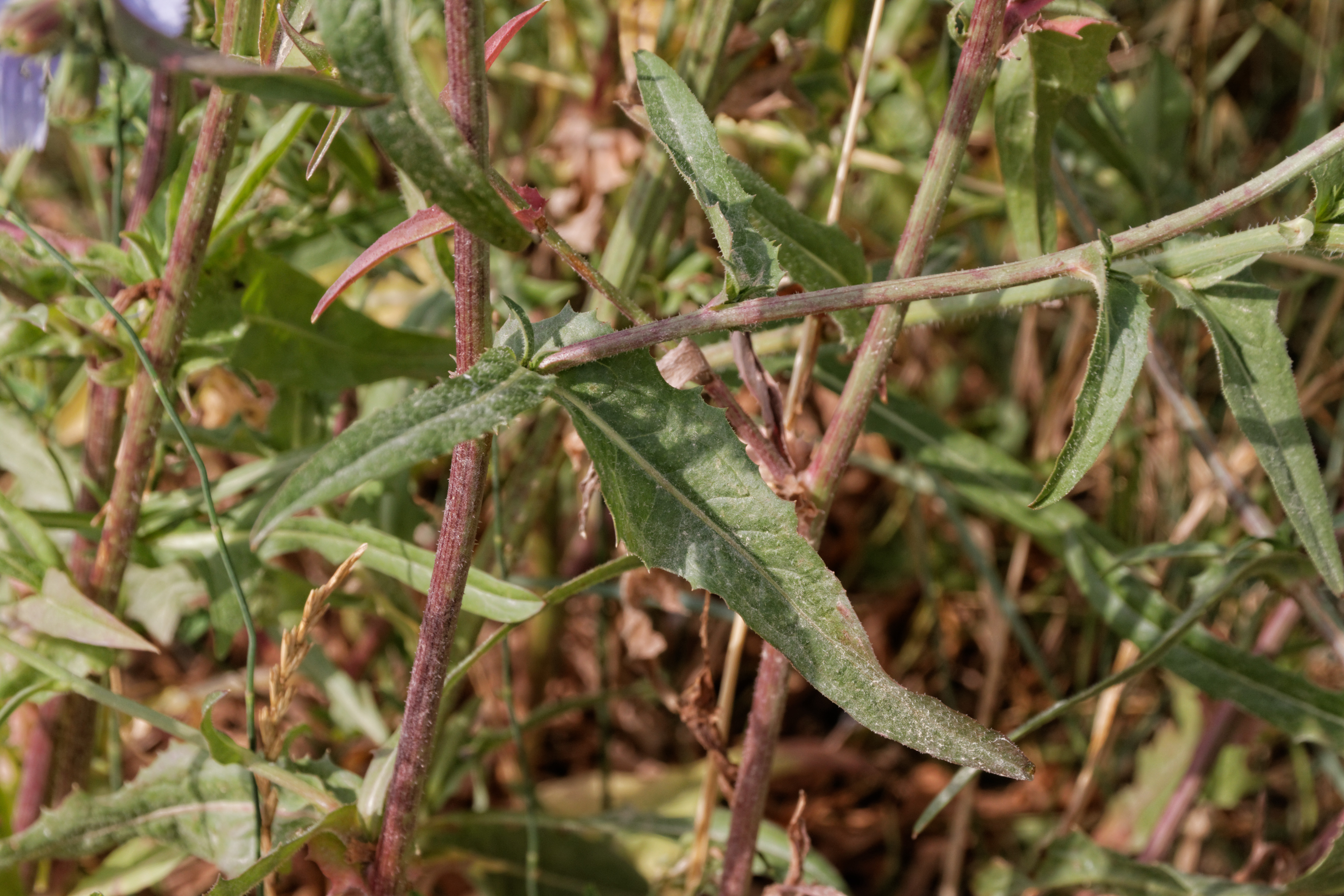 Asteraceae Cichorium intybus Eigenschaften Bestimmung Merkmale Stengelblatt