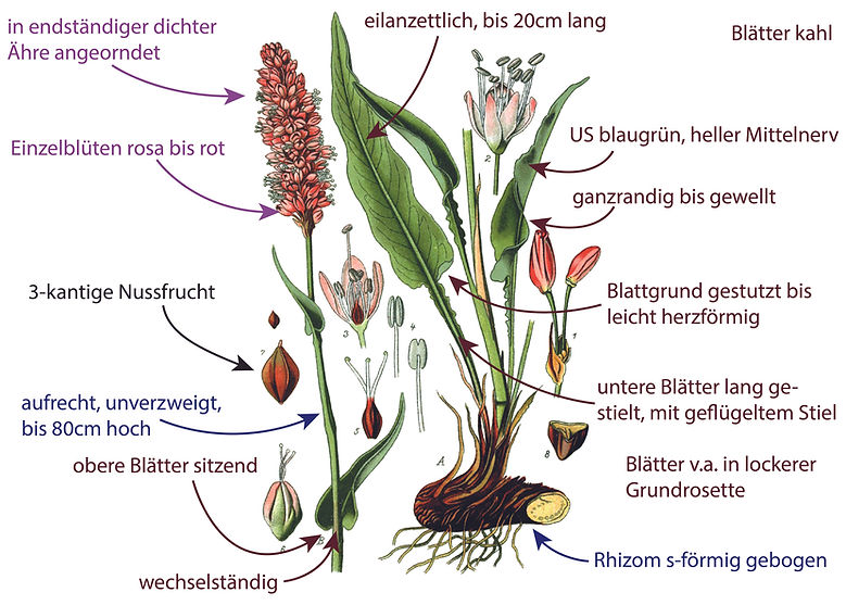 Illustration des Wiesen-Knötereichs / Shclangenknöterichs (Polygonum bistorta). Graphisch sehr übersichtlich sind Bestimmungsmerkmalen darübergezeichnet. Das Bild ist gut für die Bestimmung der Art geeignet. Begriffe sind u.a. Blätter eilanzettlich mit lang geflügeltem Stiel, Unterseite blaugrün, Blattrand ganzrandig, wechselständig, Blüten rosa, in dichter Ähre am Ende des Stängels, usw.