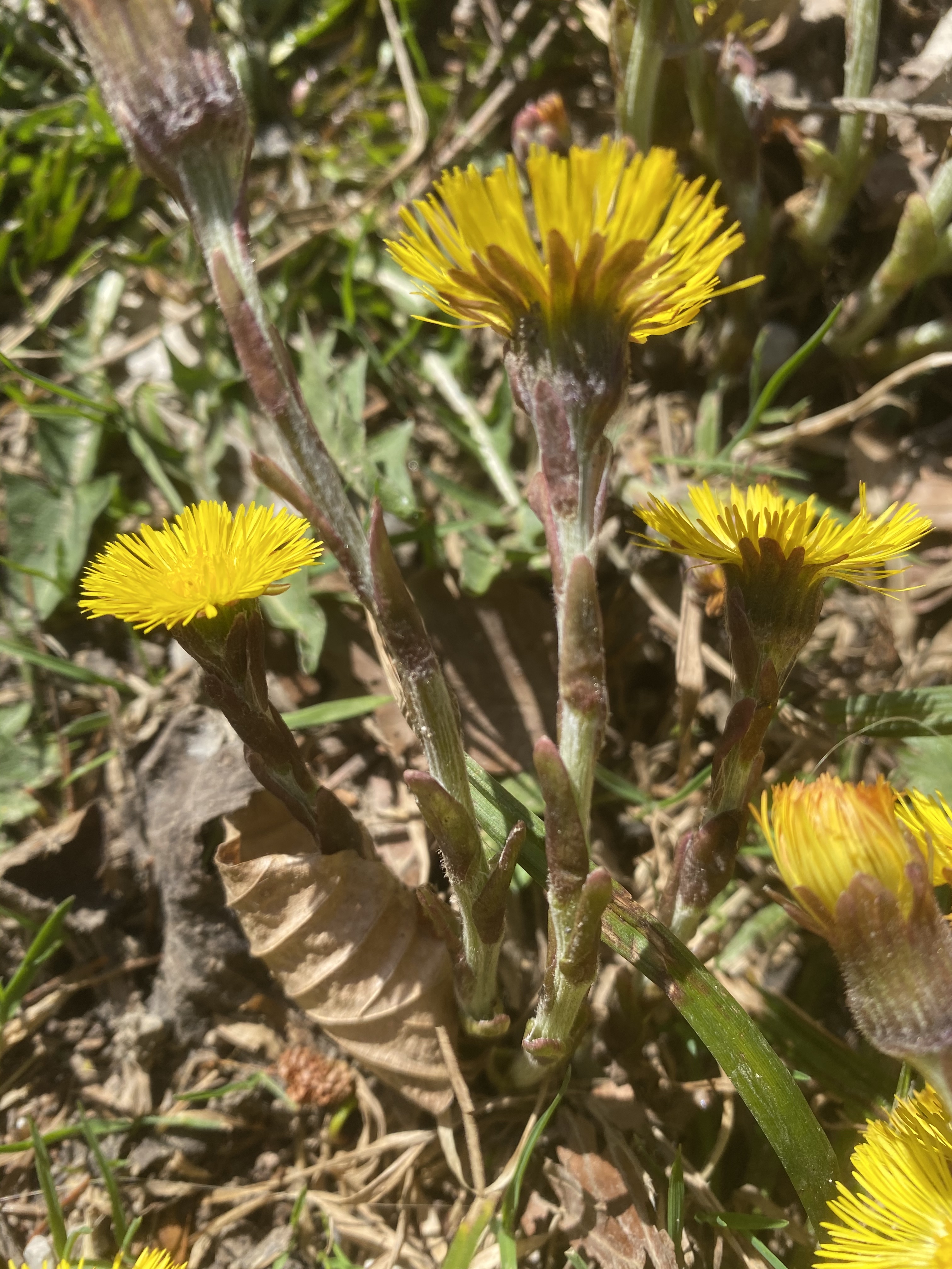 Asteraceae Huflattich Tussilago farfara Eigenschaften Merkmale Bestimmung Blütenstängel