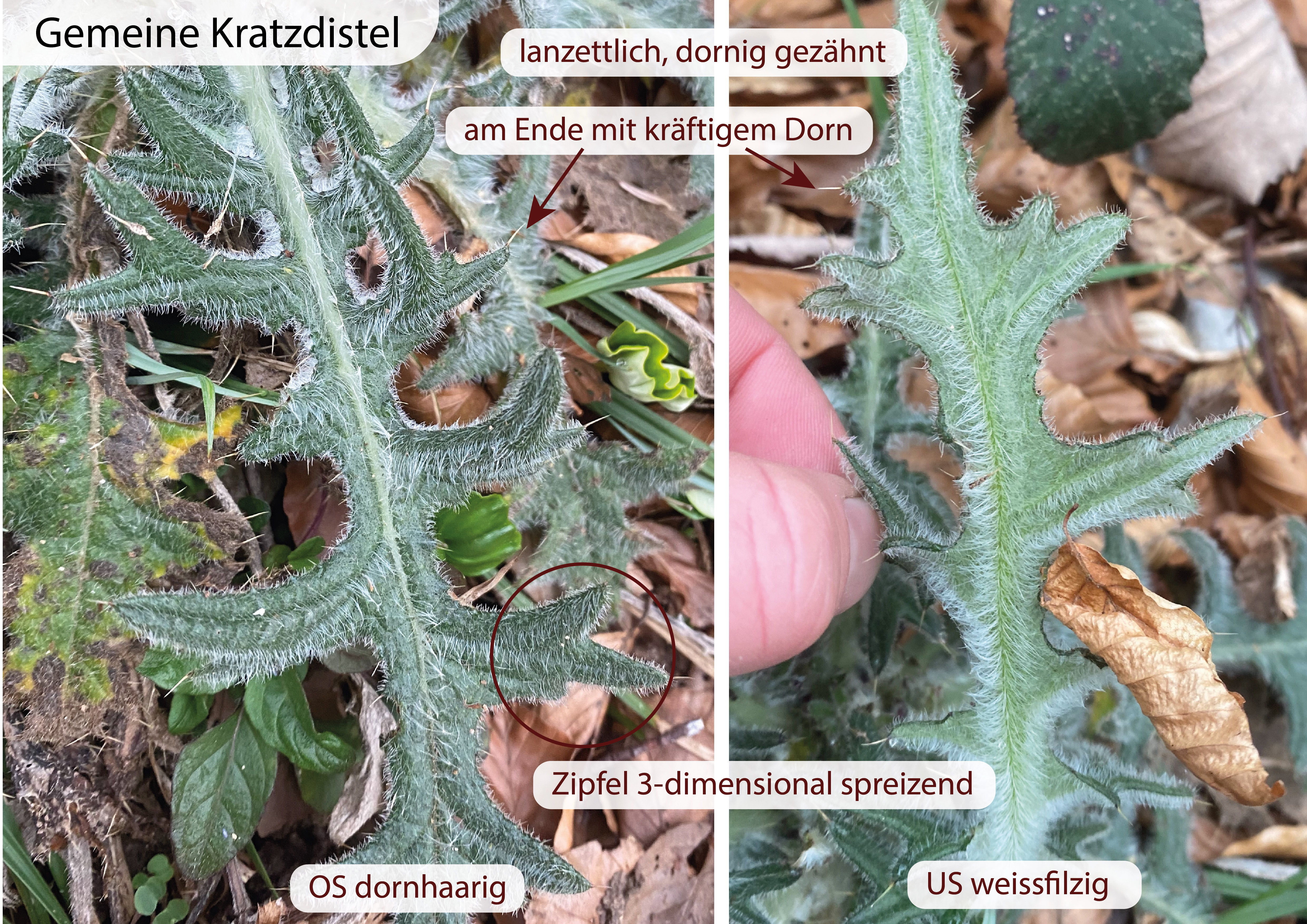 Gemeine kratzdistel und Acker Kratzdistel (Cirisium vulgare und Cirisium arvense) Eigenschaften / Bestimmung / Merkmale / Verwendung / essbar Blätter